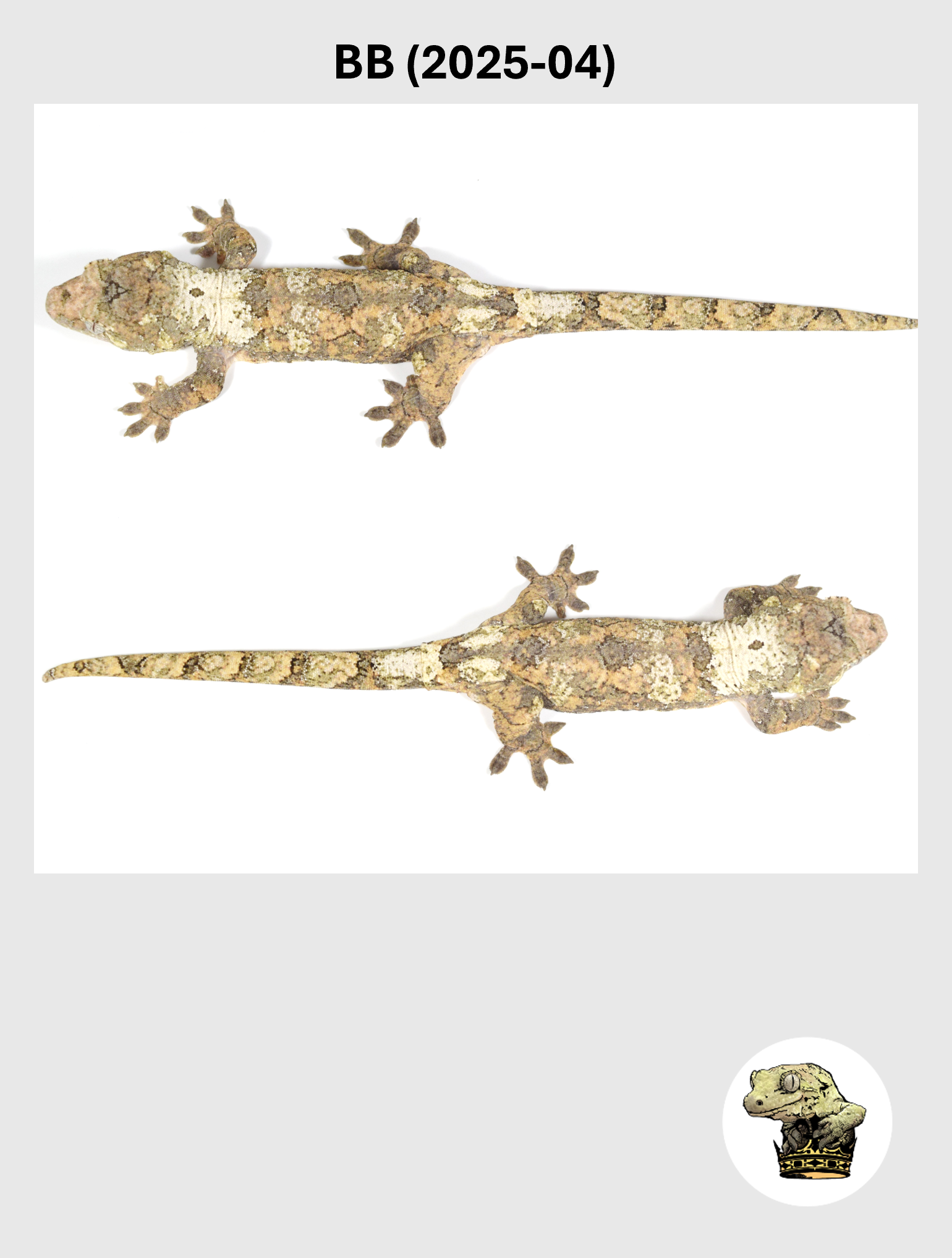 BB (2025-04) (2026-02-17) (5) SQSP.png