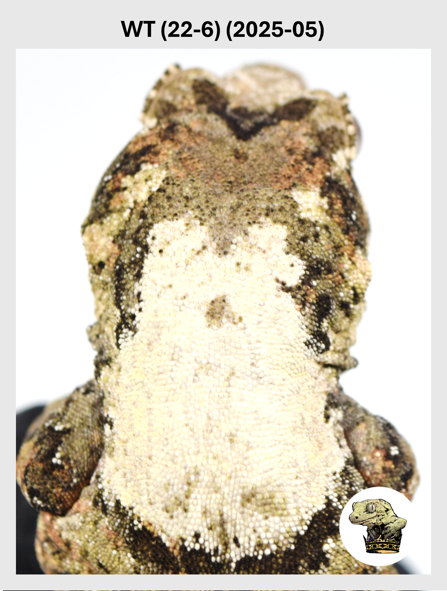 White Collar Male*! WT (22-6) (2025-05)