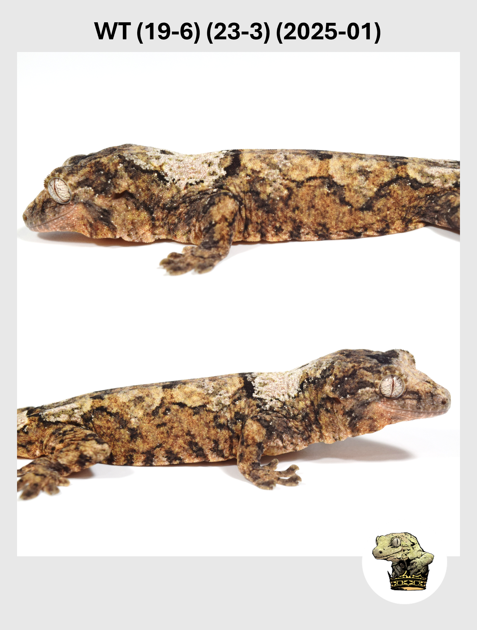 WT (19-6) (23-3) (2025-01) (2026-02-25) (2) SQSP.png