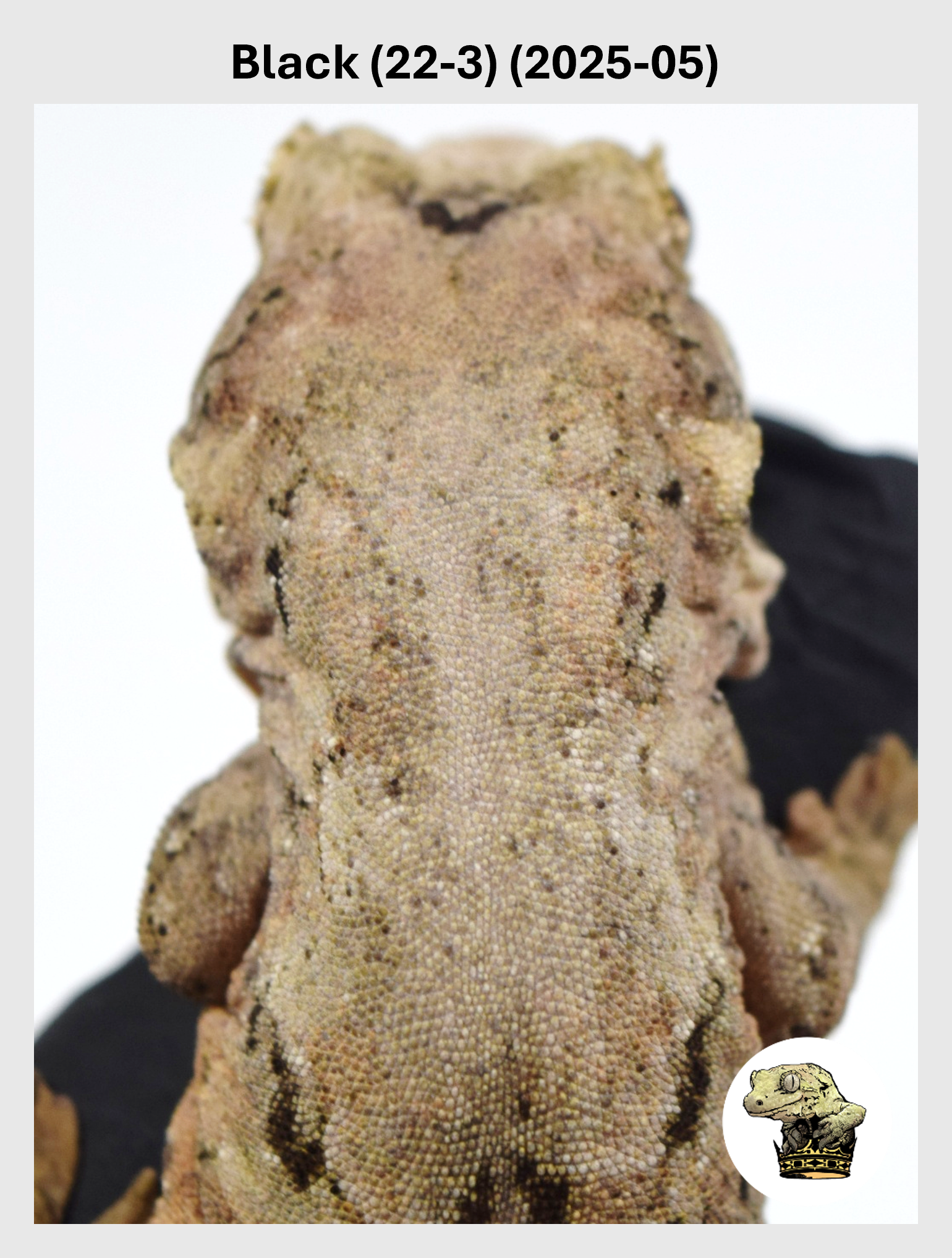 Black (22-3) (2025-05) (2026-02-03) (1) SQSP.png