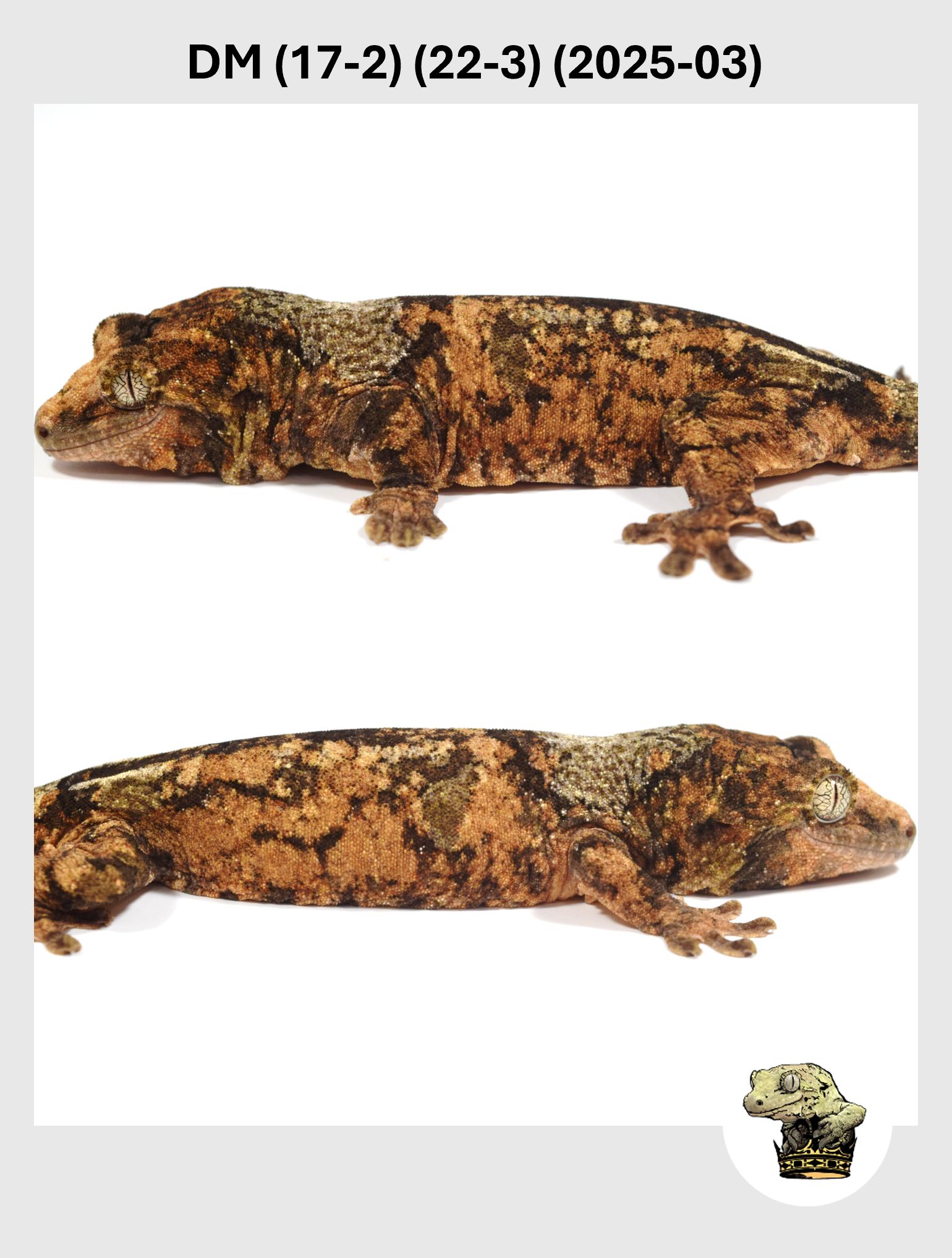 DM (17-2) (22-3) (2025-03) (2026-01-16) (2) SQSP.png