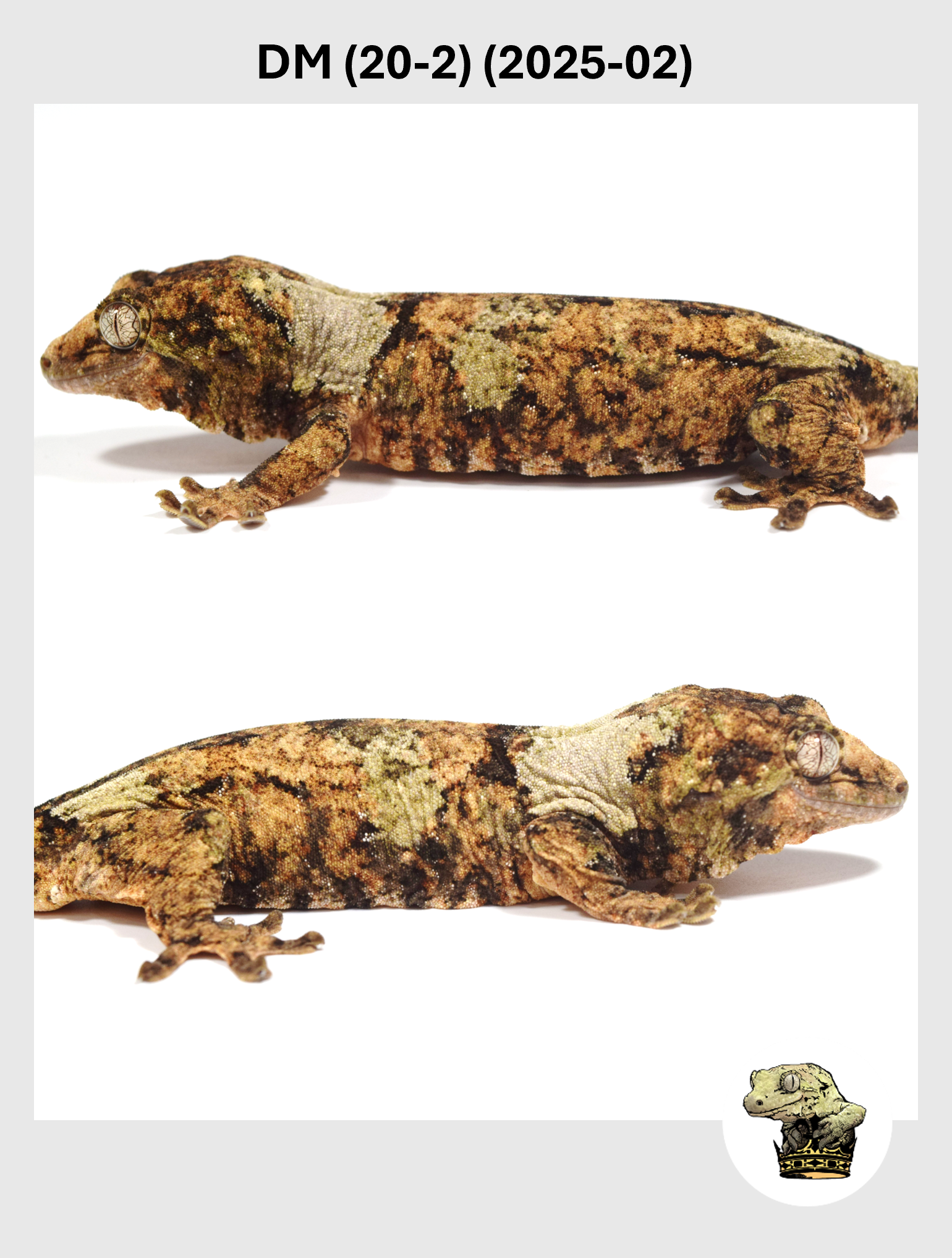 DM (20-2) (2025-02) (2026-01-06) (2) SQSP.png