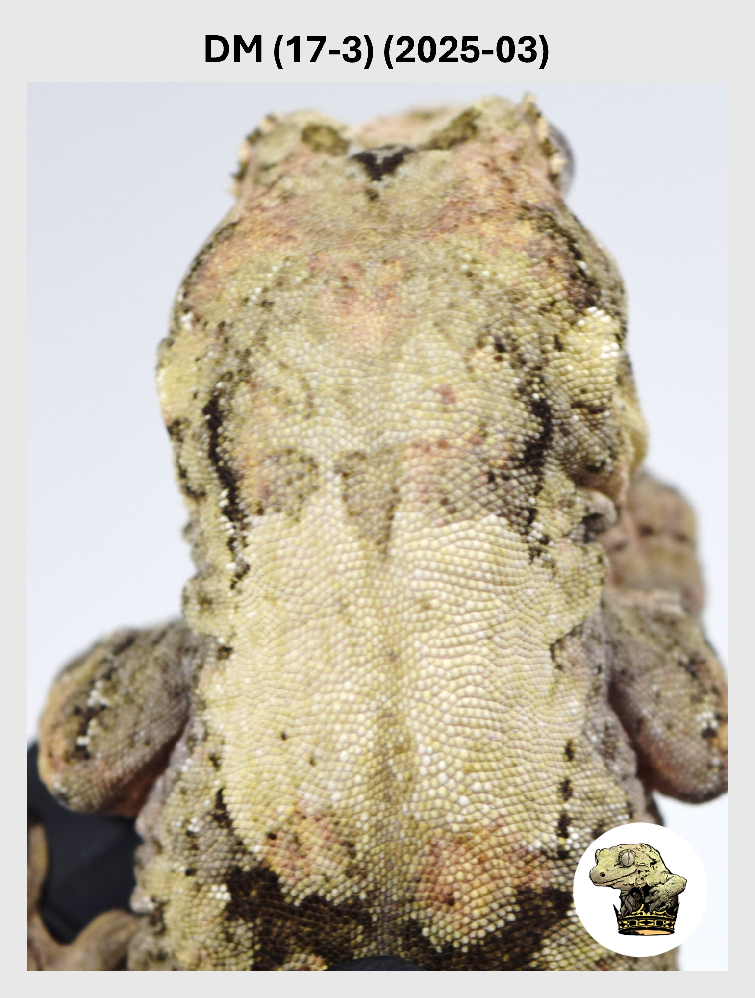 DM (17-3) (2025-03) (2026-01-06) (1) SQSP.png