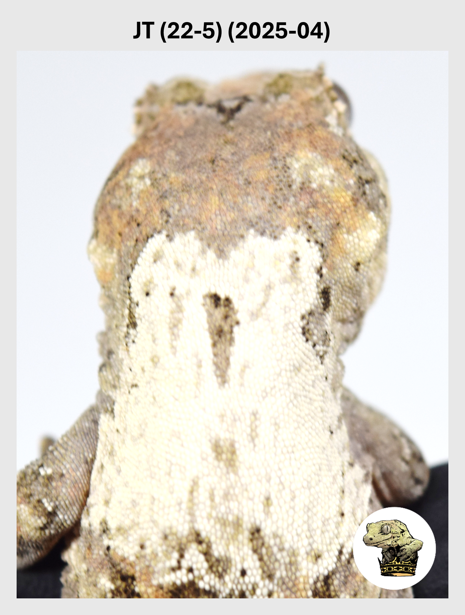 JT (22-5) (2025-04) (2026-02-25) (1) SQSP.png