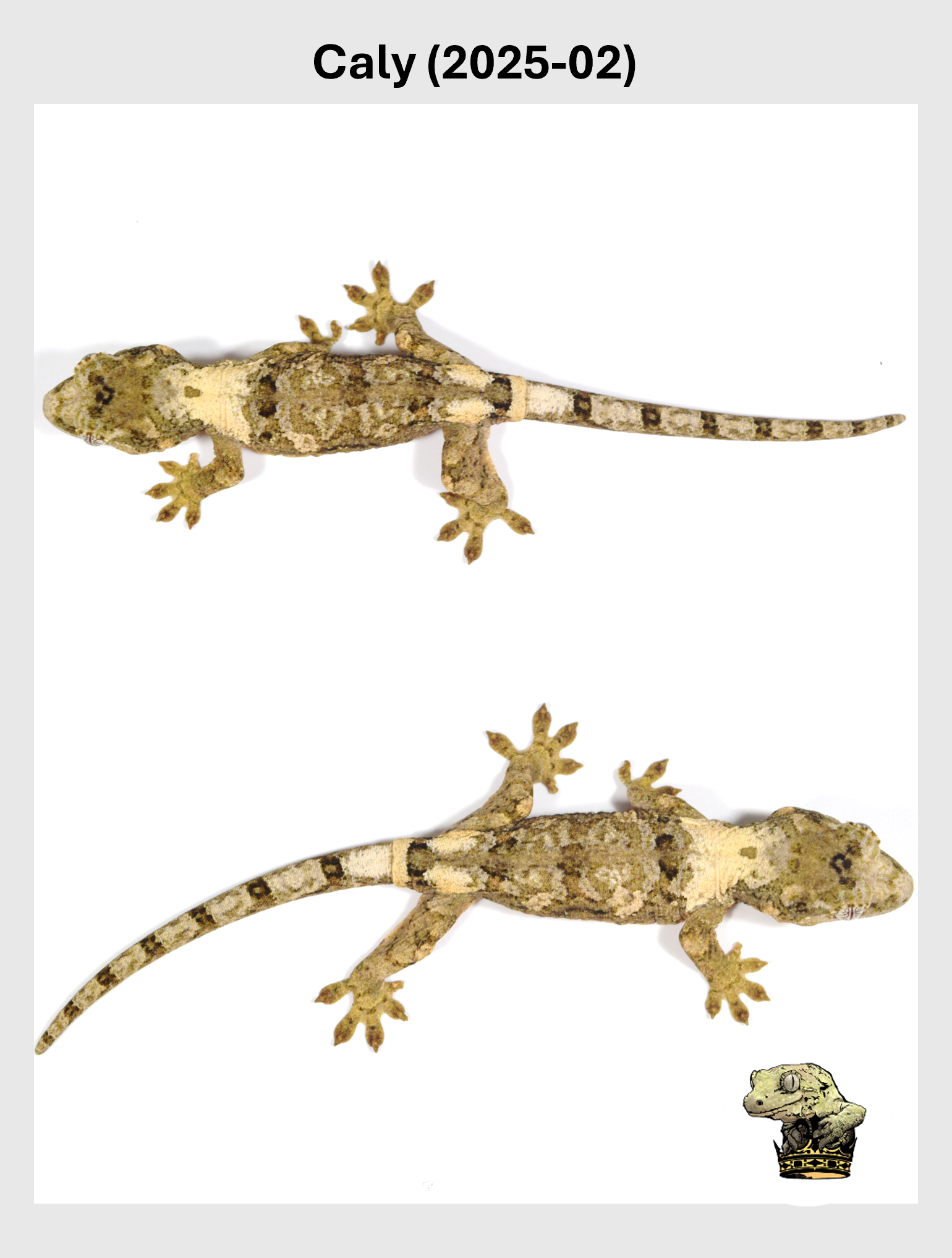 Caly (2025-02) (2025-12-22) (3) SQSP.png