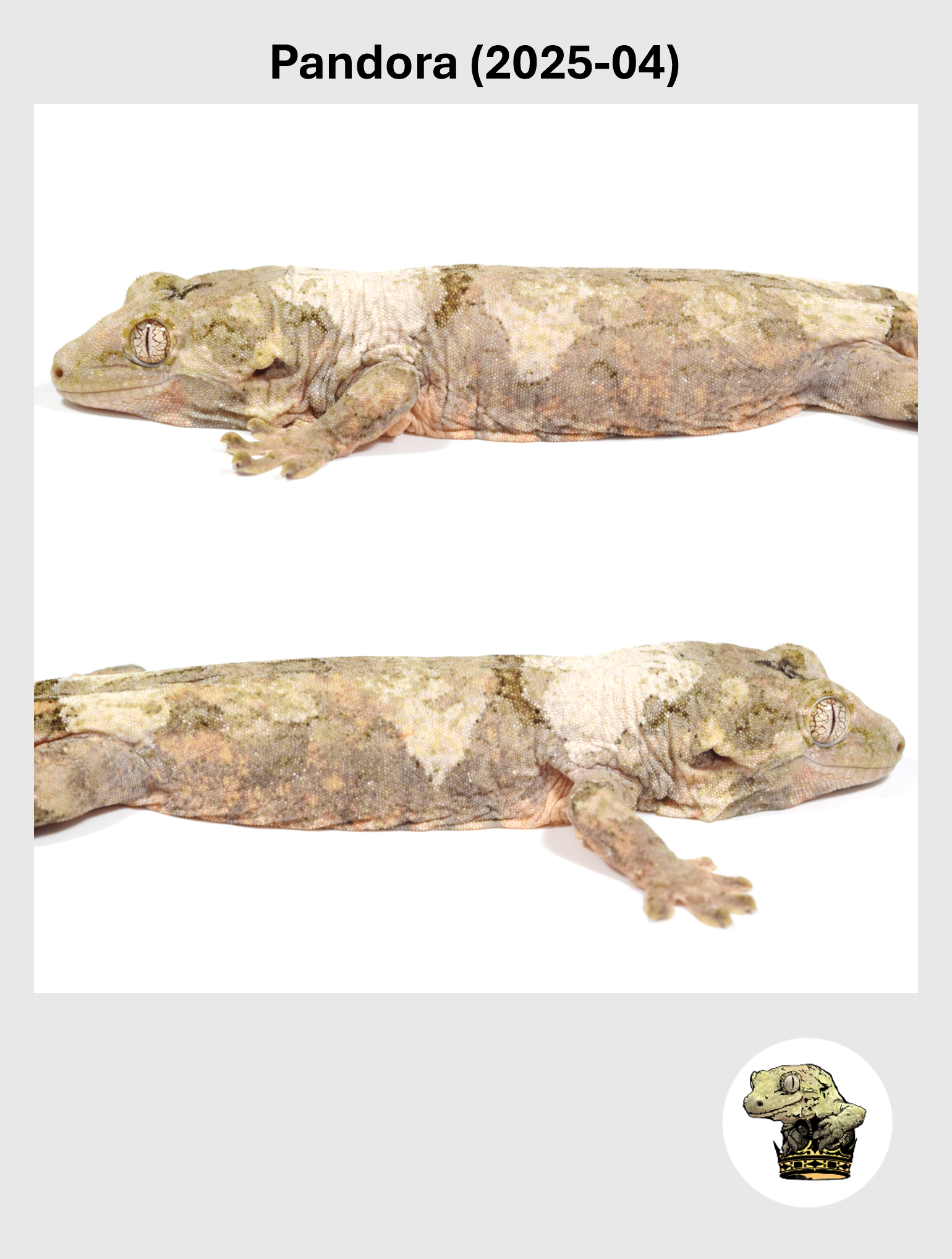 Pandora (2025-04) (2026-10-02) (4) SQSP.png