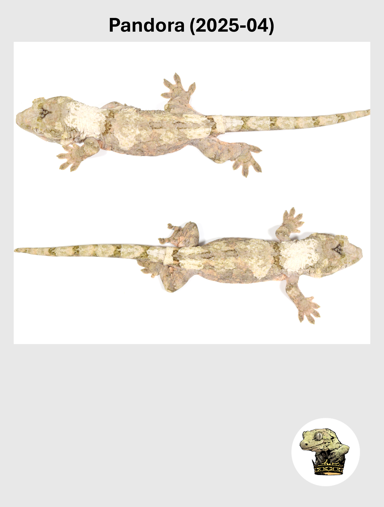 Pandora (2025-04) (2026-10-02) (5) SQSP.png