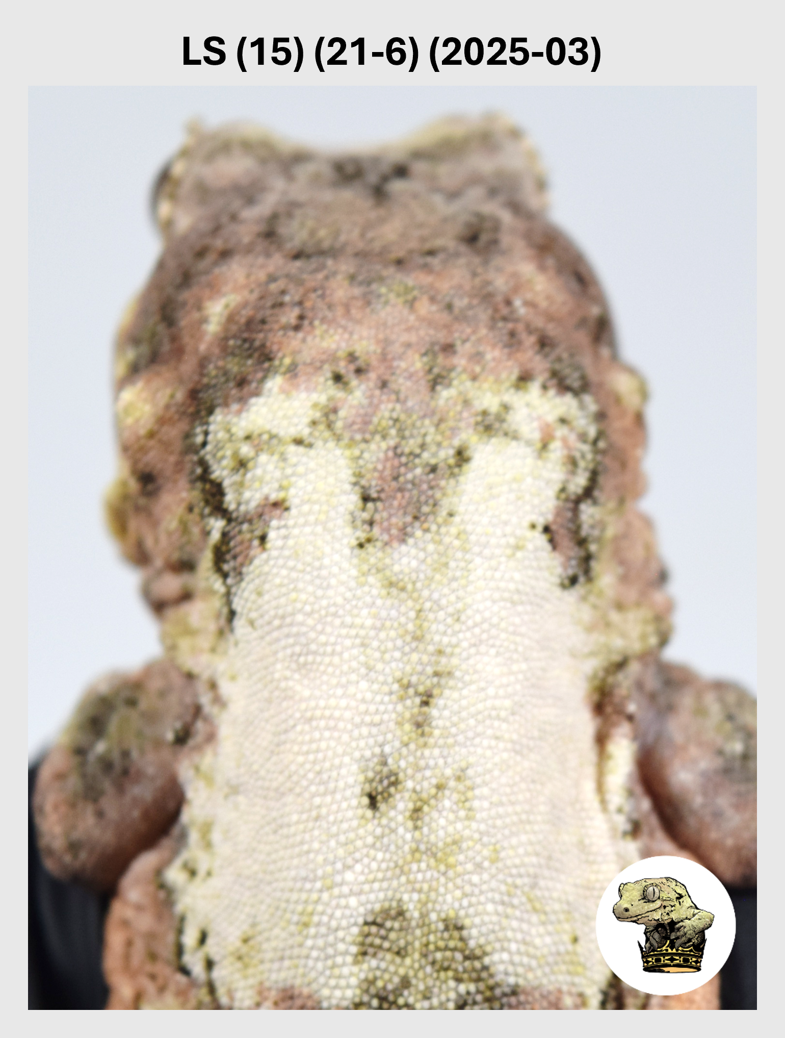 LS (15) (21-6) (2025-03) (2026-03-11) (1) SQSP.png