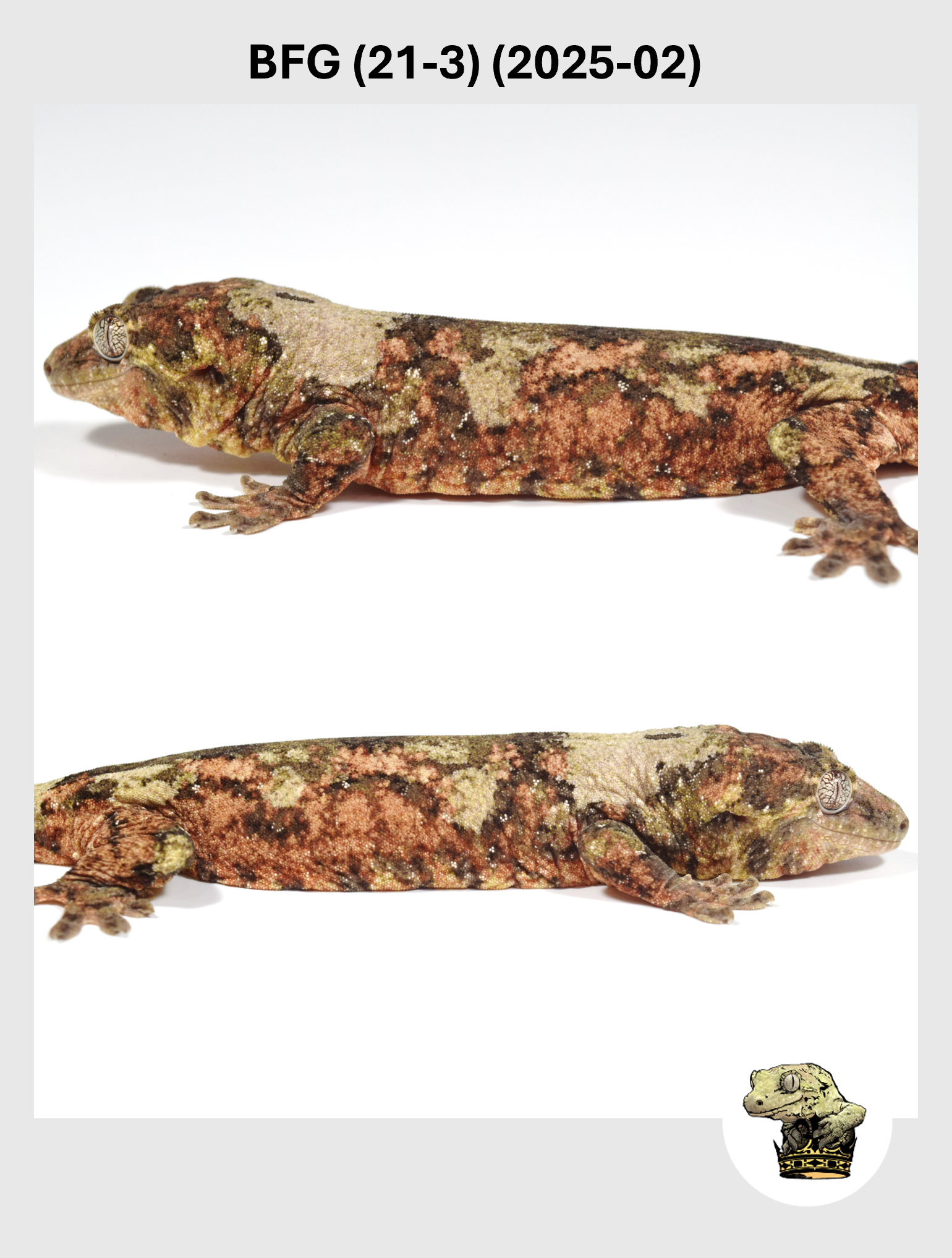 BFG (21-3) (2025-02) (2026-01-06) (2) SQSP.png