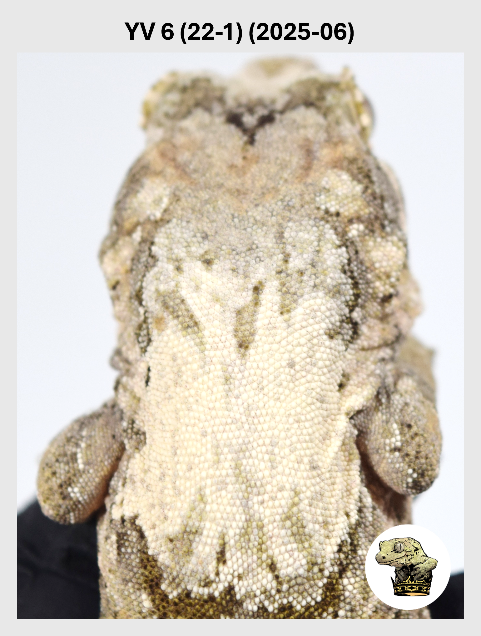 YV 6 (22-1) (2025-06) (2026-01-20) (1) SQSP.png