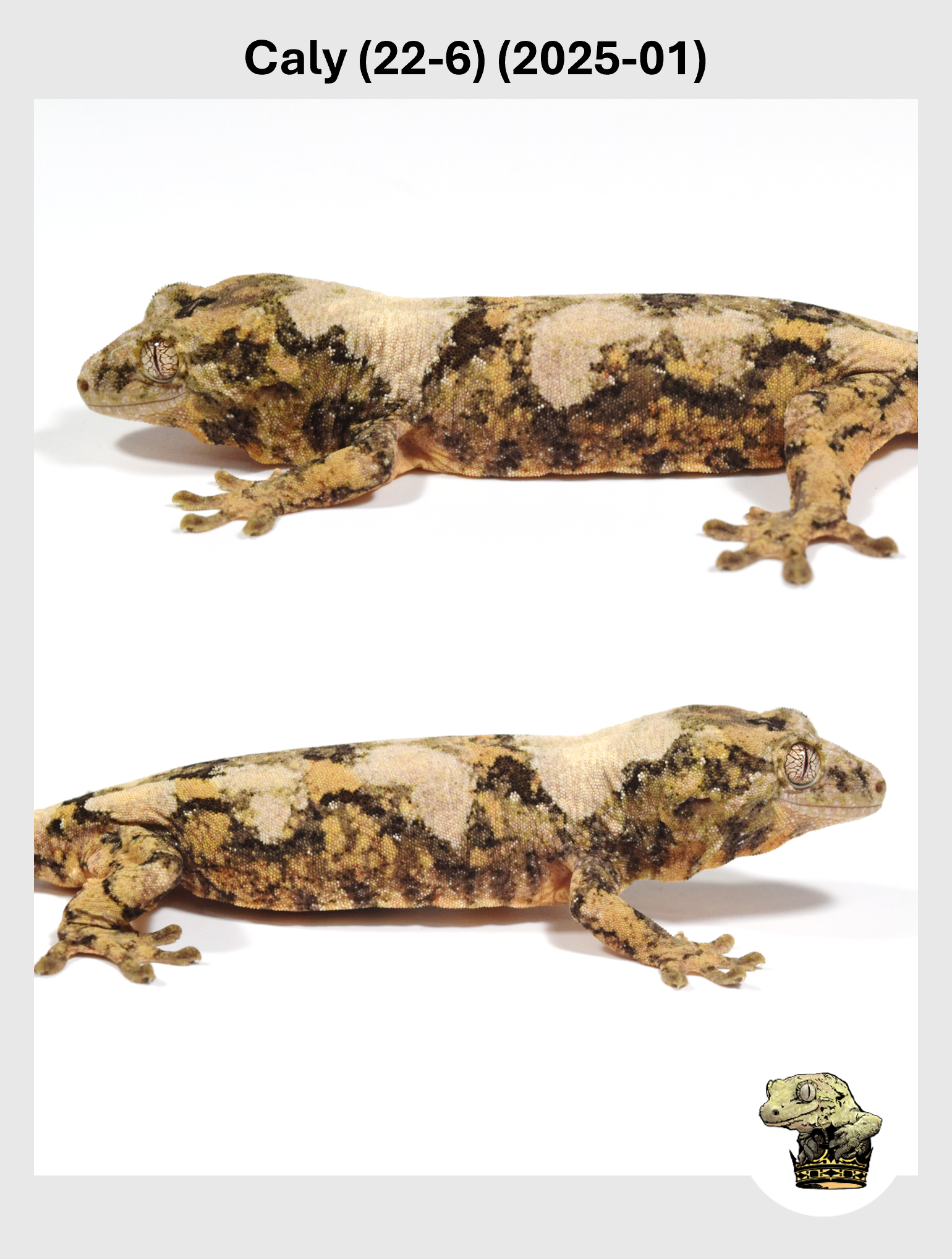 Caly (22-6) (2025-01) (2025-09-23) (2) SQSP.png