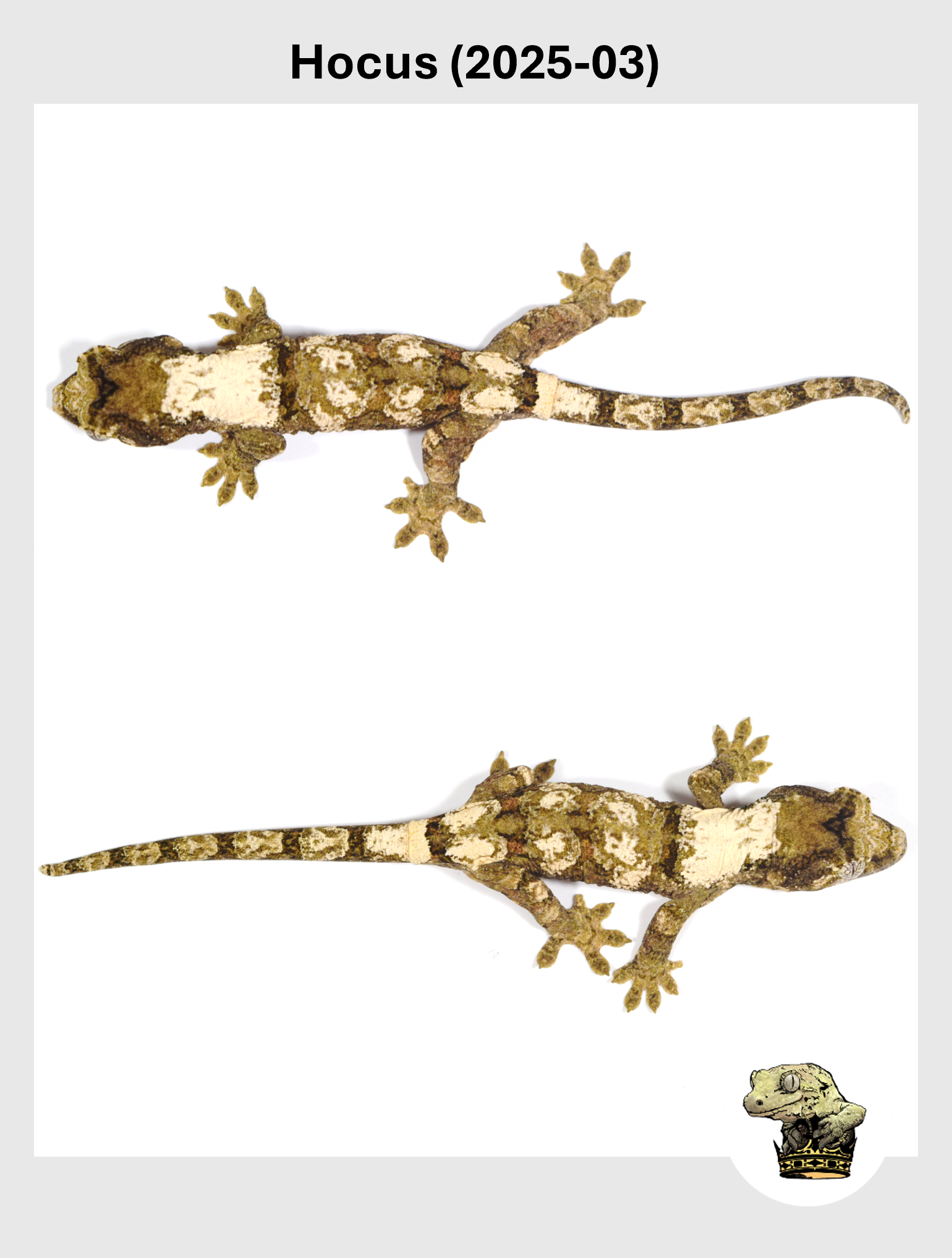Hocus (2025-03) (2025-12-22) (3) SQSP.png