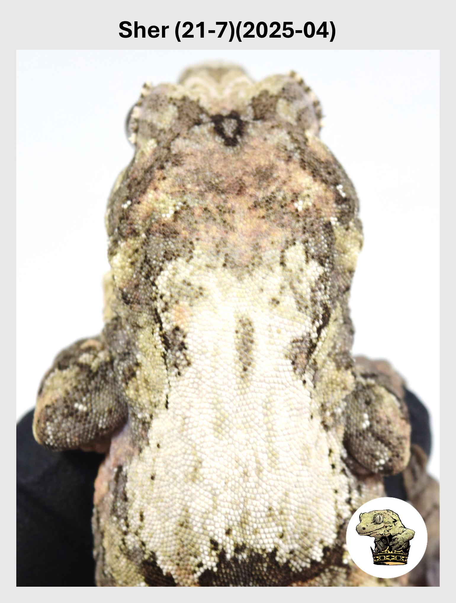 Sher (21-7)(2025-04) (2026-10-02) (1) SQSP.png