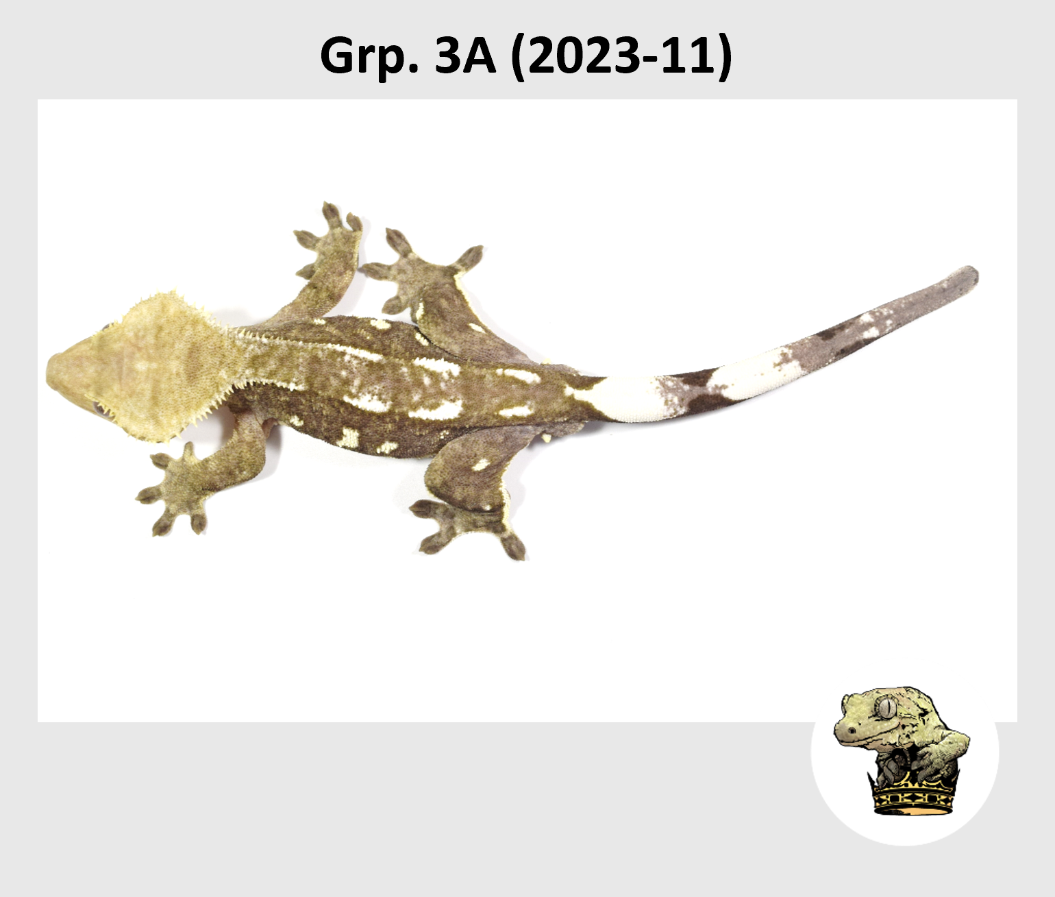 MM Grp. 3A (2023-11) (2024-12-23) (4).png