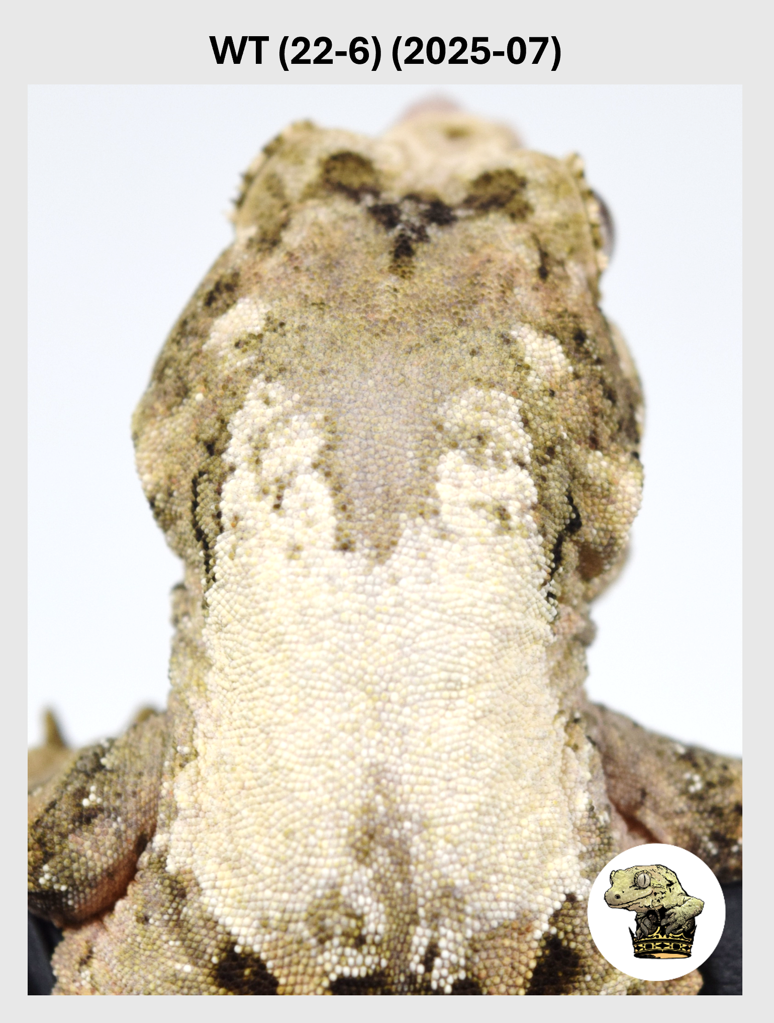 WT (22-6) (2026-07) (2025-03-25) (1) SQSP.png