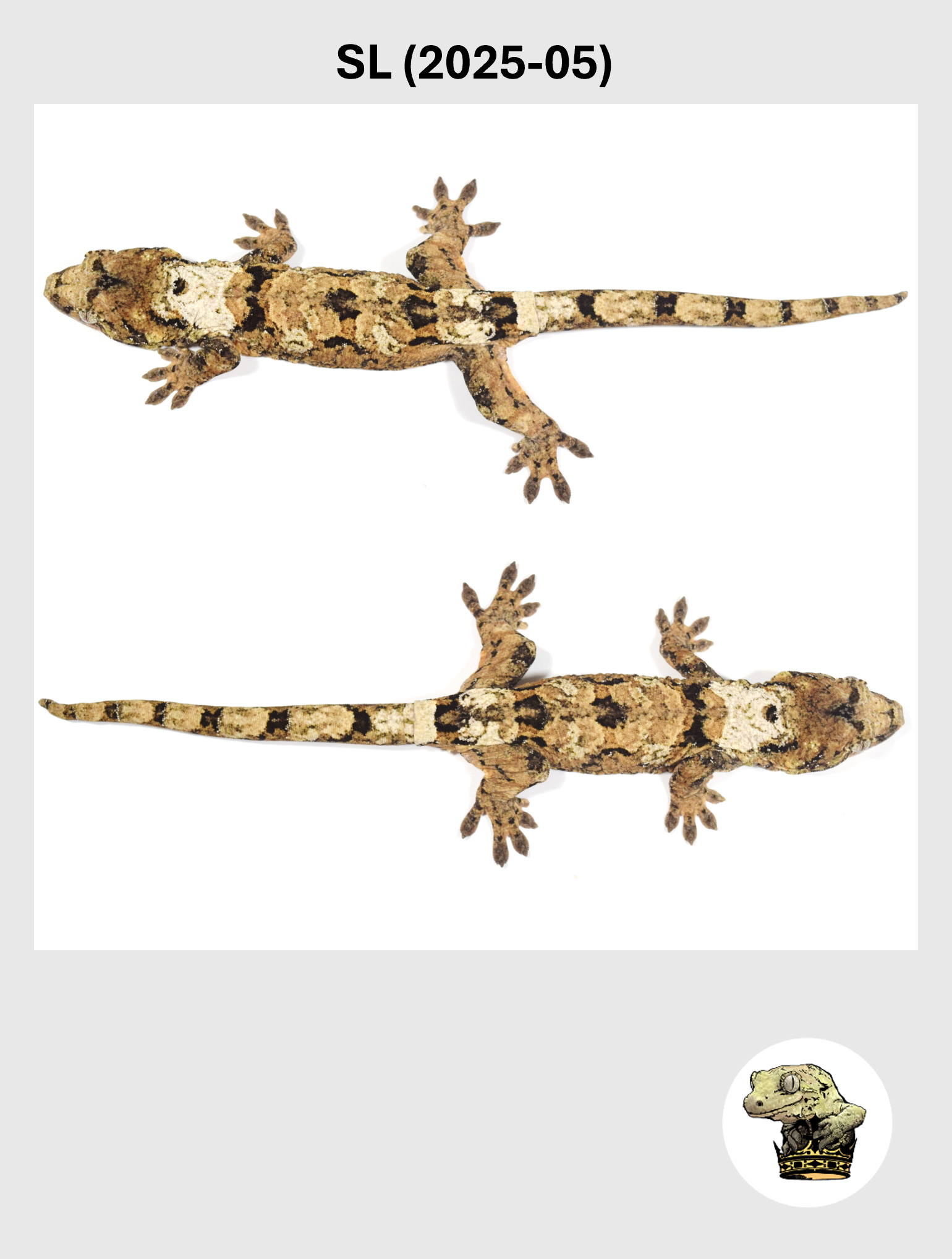 SL (2025-05) (2026-10-02) (5) SQSP.png