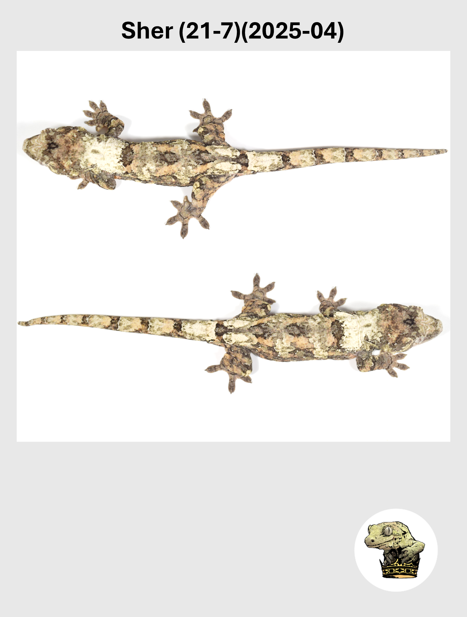 Sher (21-7)(2025-04) (2026-10-02) (5) SQSP.png