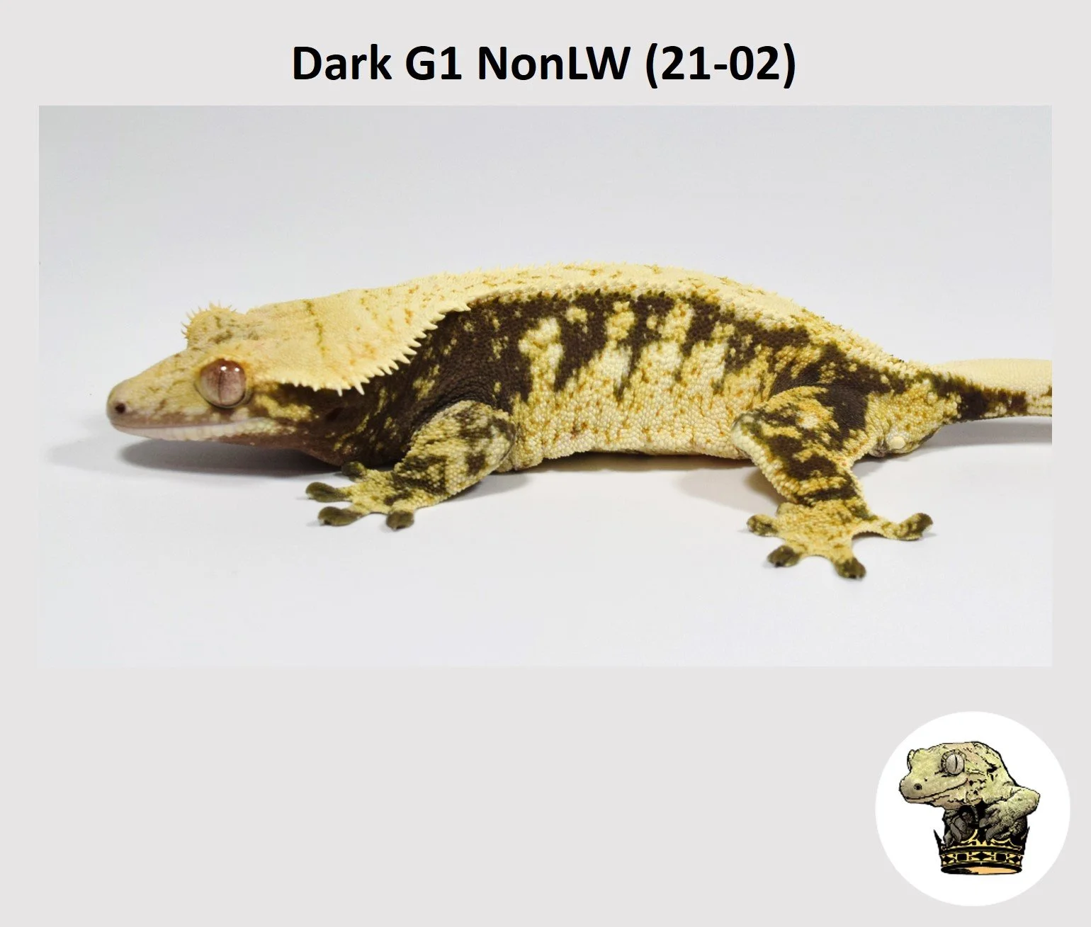 MM Dark G1 NonLW (21-02) (2023-12-30) (2).jpg