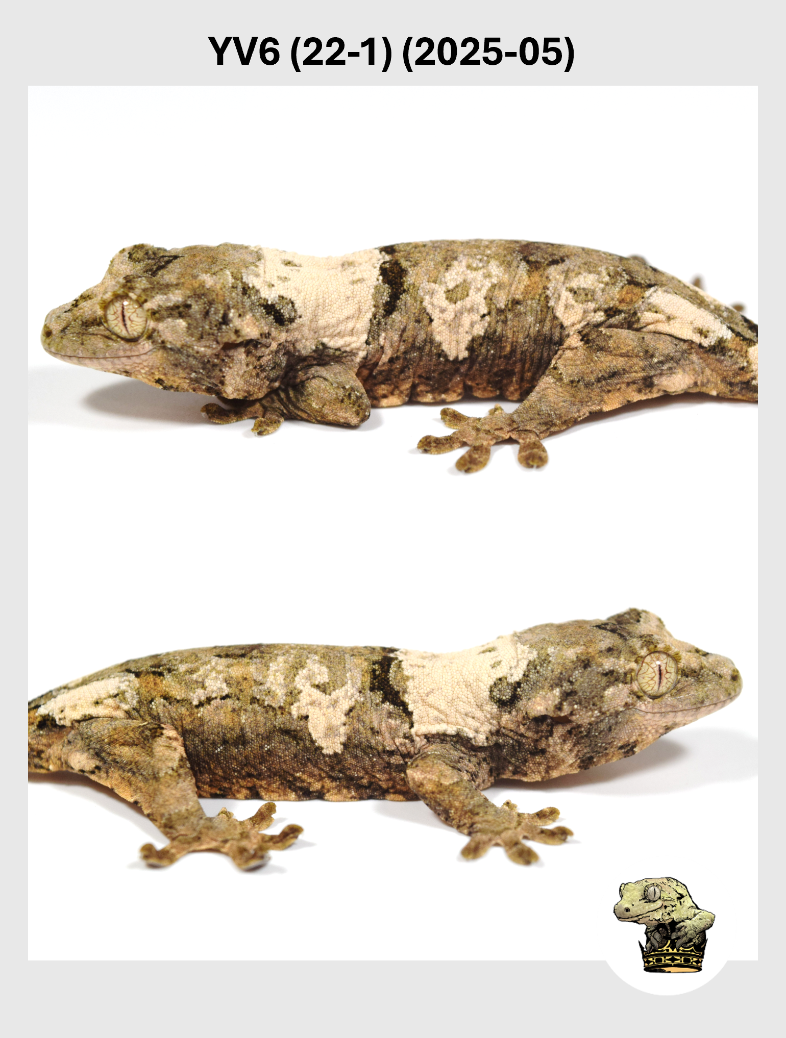 YV6 (22-1) (2025-05) (2025-12-22) (4) SQSP.png