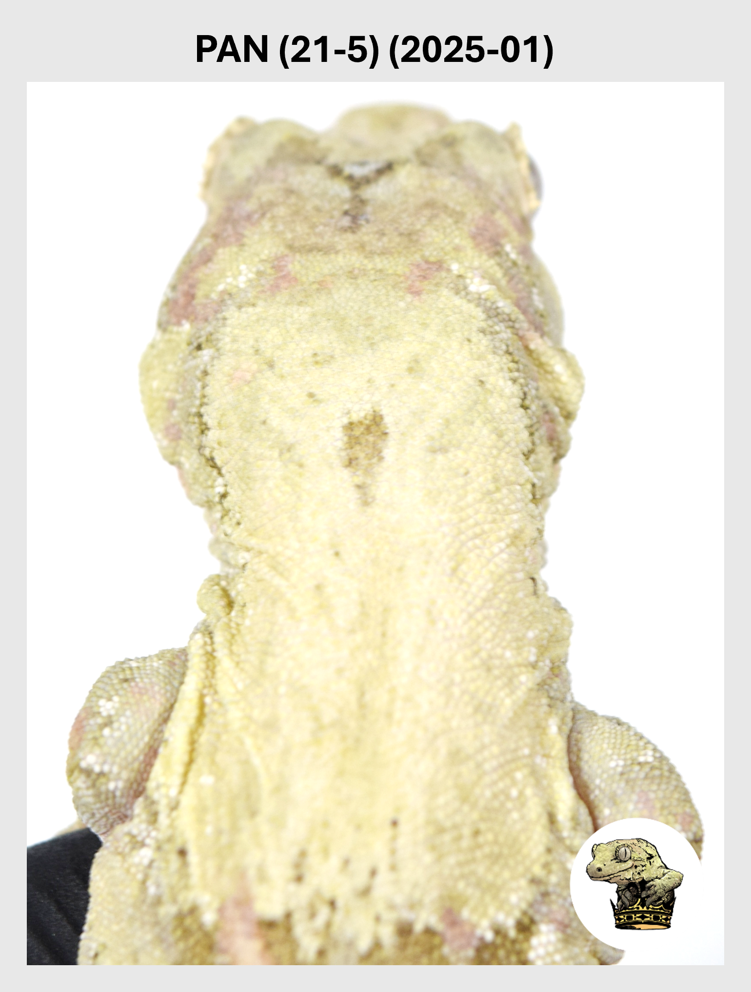 White Striped Female*!  Pan (21-5) (2025-01)