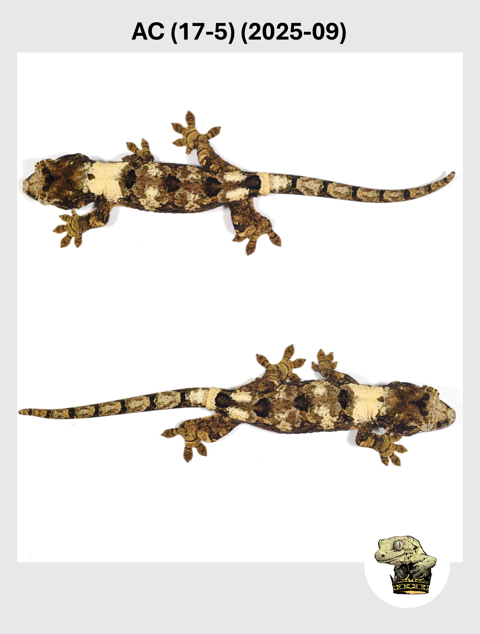 AC (17-5) (2025-09) (2025-12-22) (3) SQSP.png