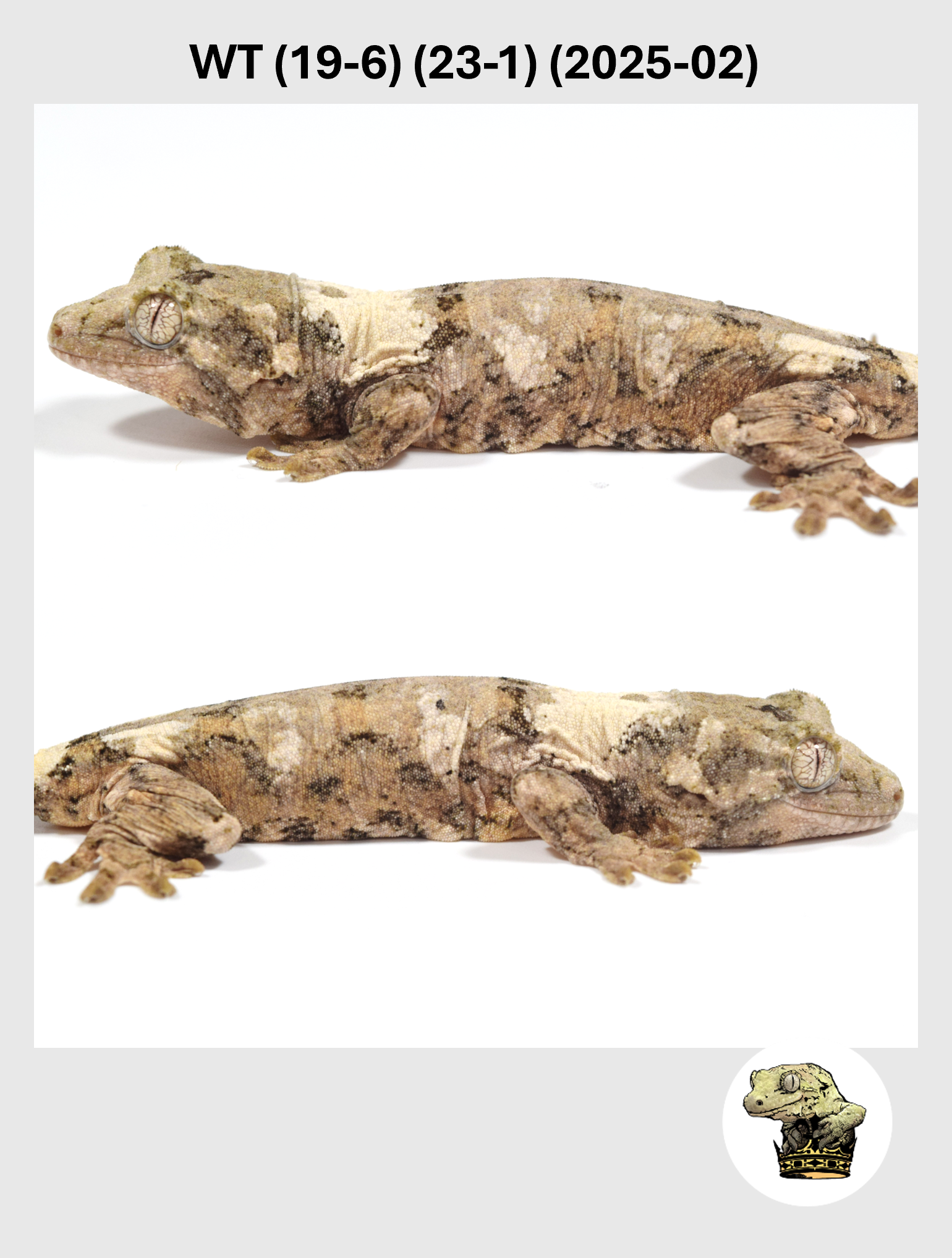 WT (19-6) (23-1) (2025-02) (2026-02-03) (4) SQSP.png