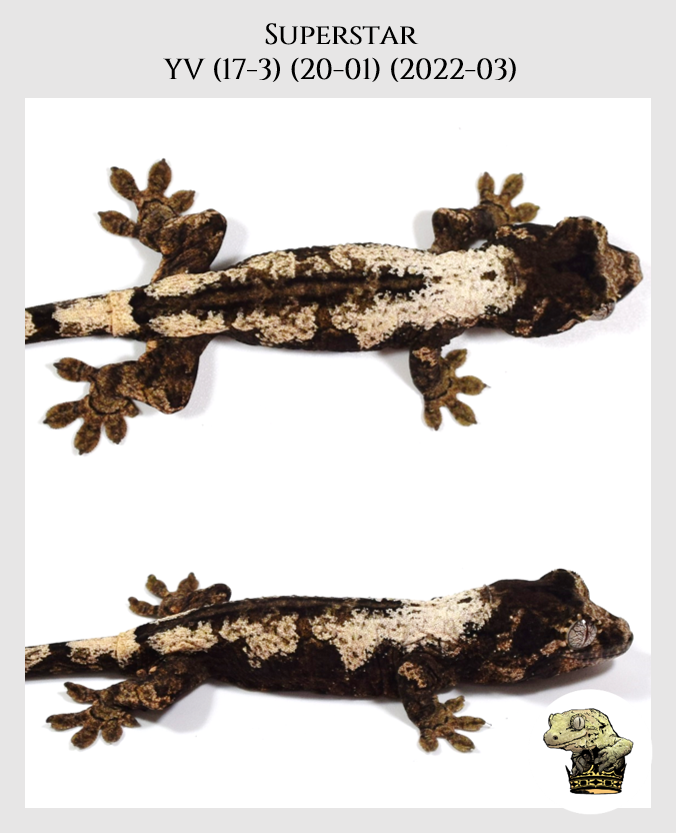 YV (17-3) (20-1) (2022-03) (2022-09-11) (2).png (Copy)