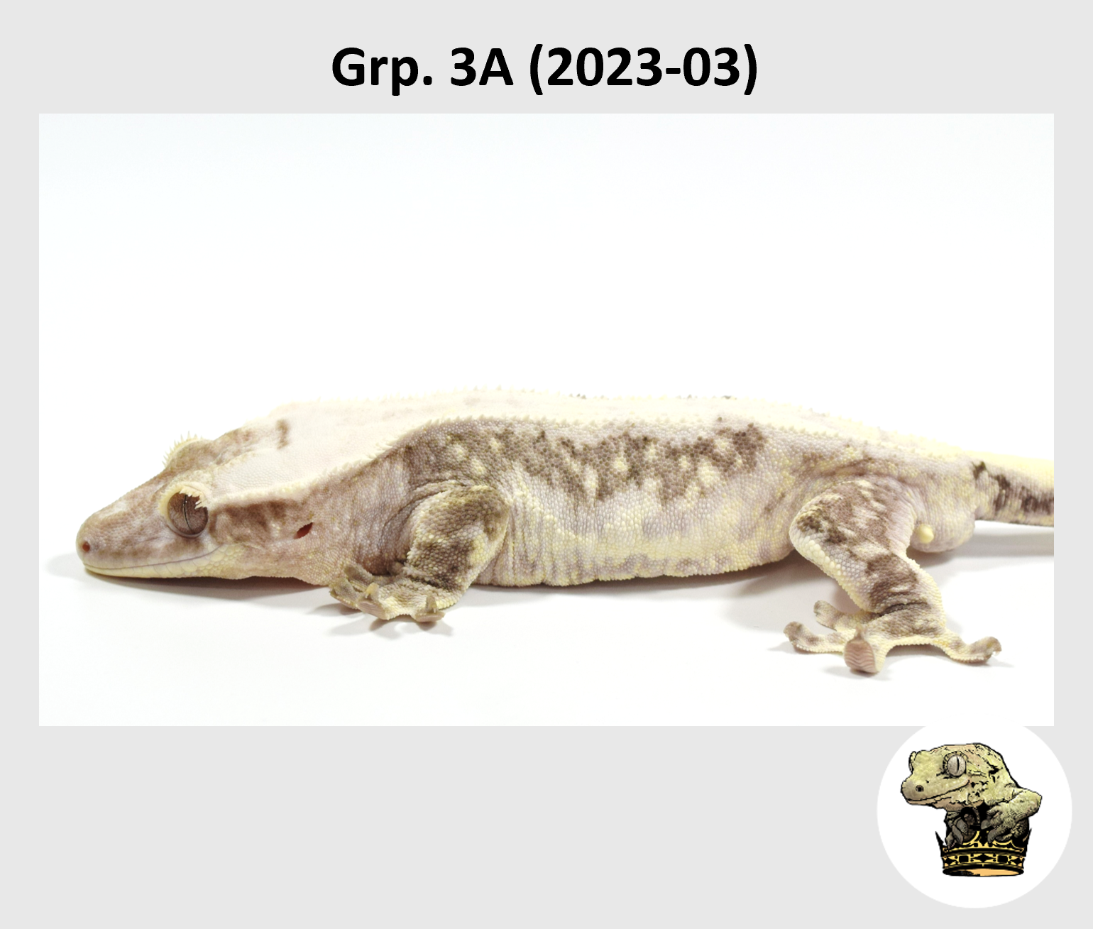 MM Grp. 3A (2023-03) (2024-08-17) (2).png