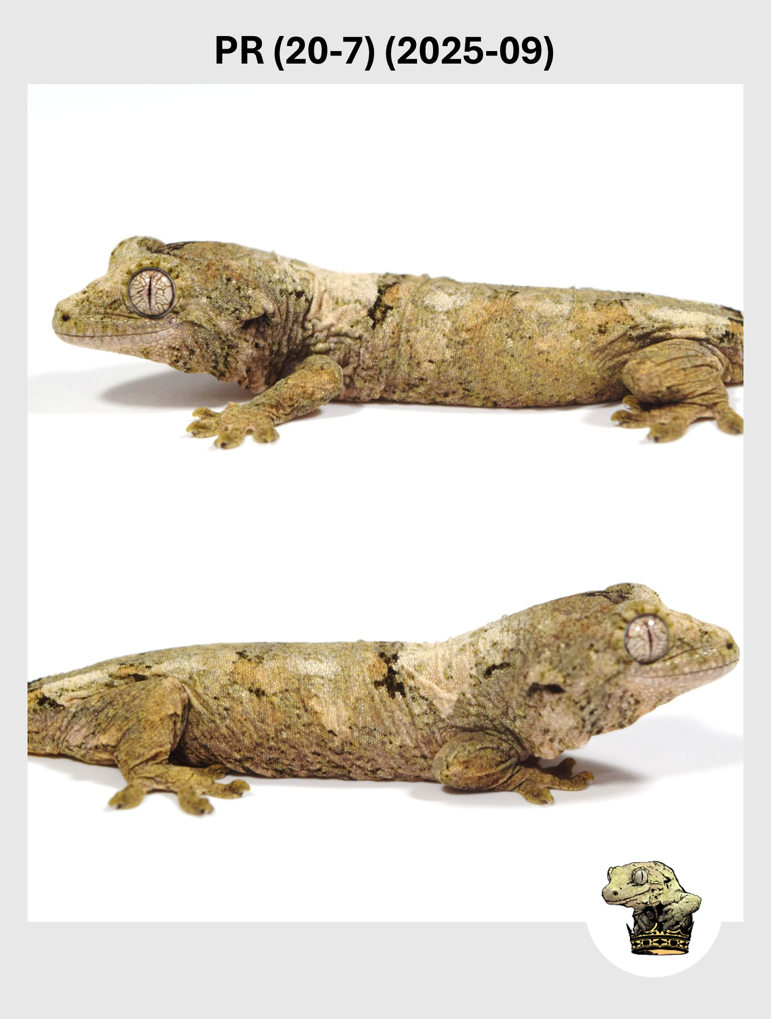 PR (20-7) (2025-09) (2025-12-22) (4) SQSP.png