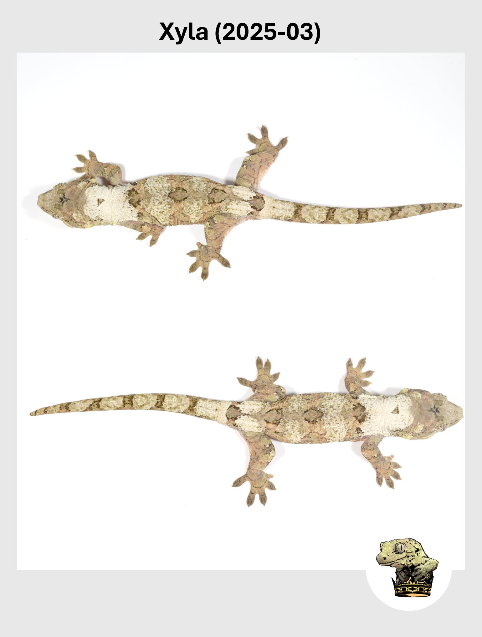 Xyla (2025-03) (2025-12-16) (5) SQSP.png