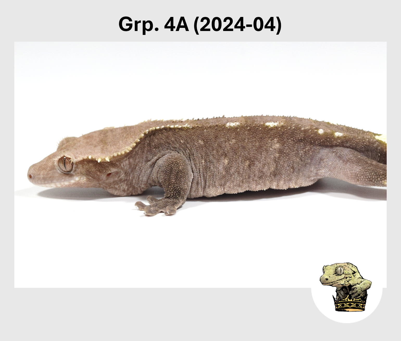 MM Grp. 4A (2024-04) (2025-10-28) (2).png