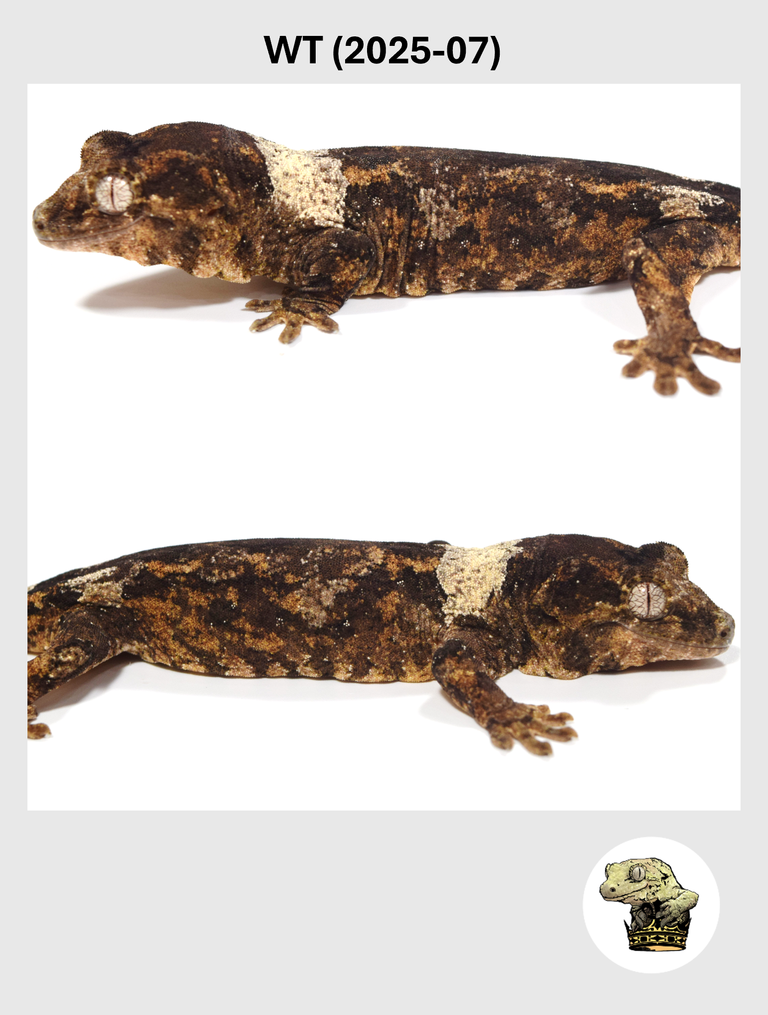 WT (2025-07) (2026-03-18) (2) SQSP.png