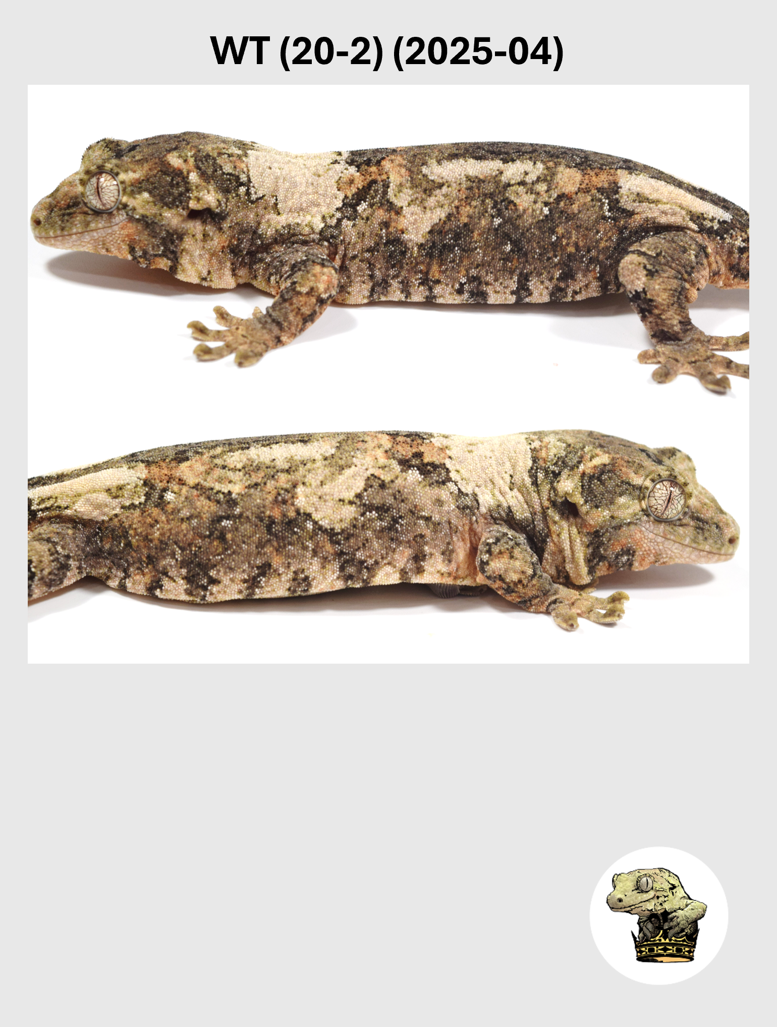 WT (20-2) (2025-04) (2026-03-25) (2) SQSP.png