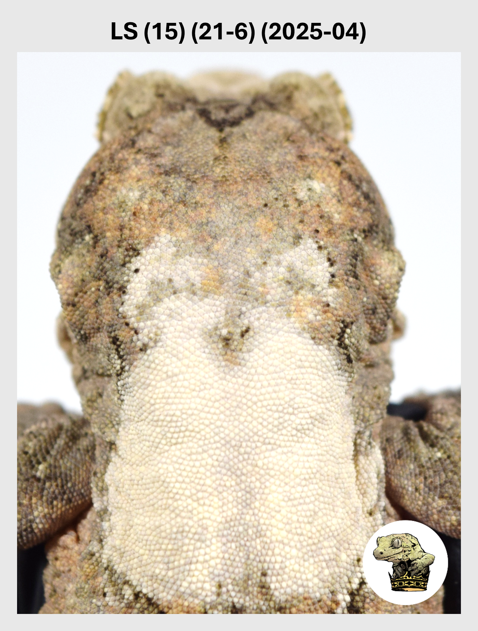 LS (15) (21-6) (2025-04) (2026-03-25) (1) SQSP.png