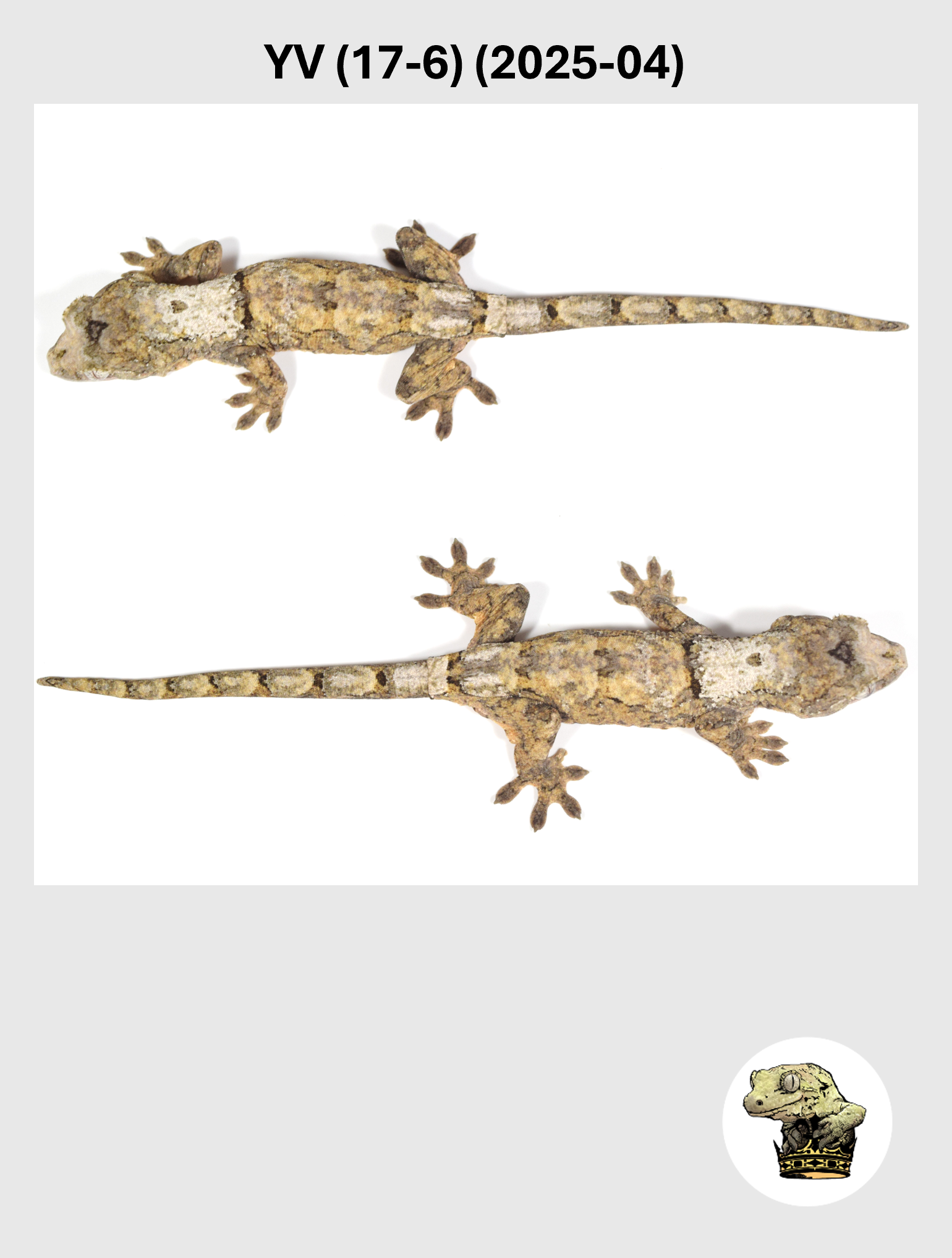 YV (17-6) (2025-04) (2026-02-25) (5) SQSP.png