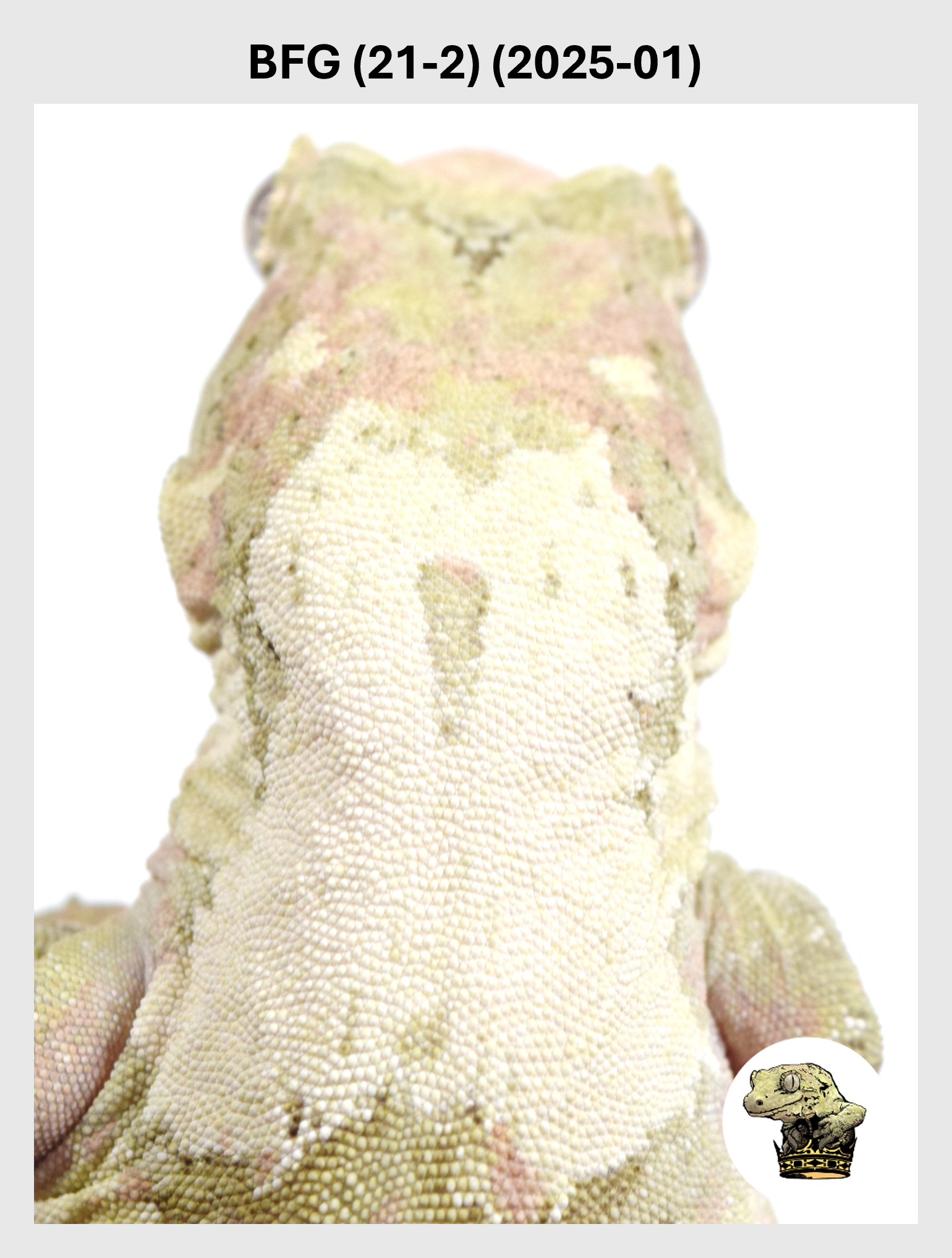 BFG (21-2) (2025-01) (2026-08-19) (1) SQSP.png