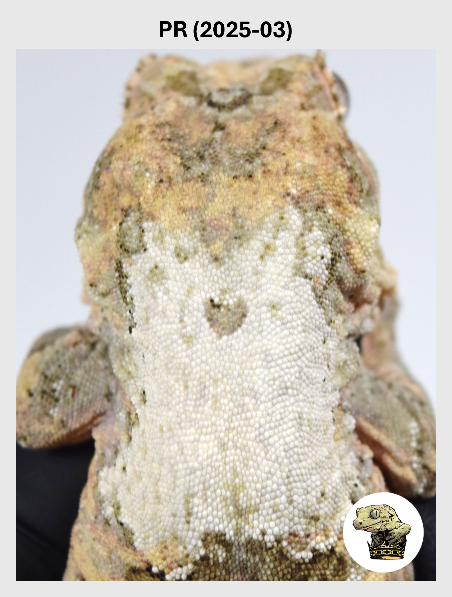 PR (2025-03) (2026-01-06) (1) SQSP.png