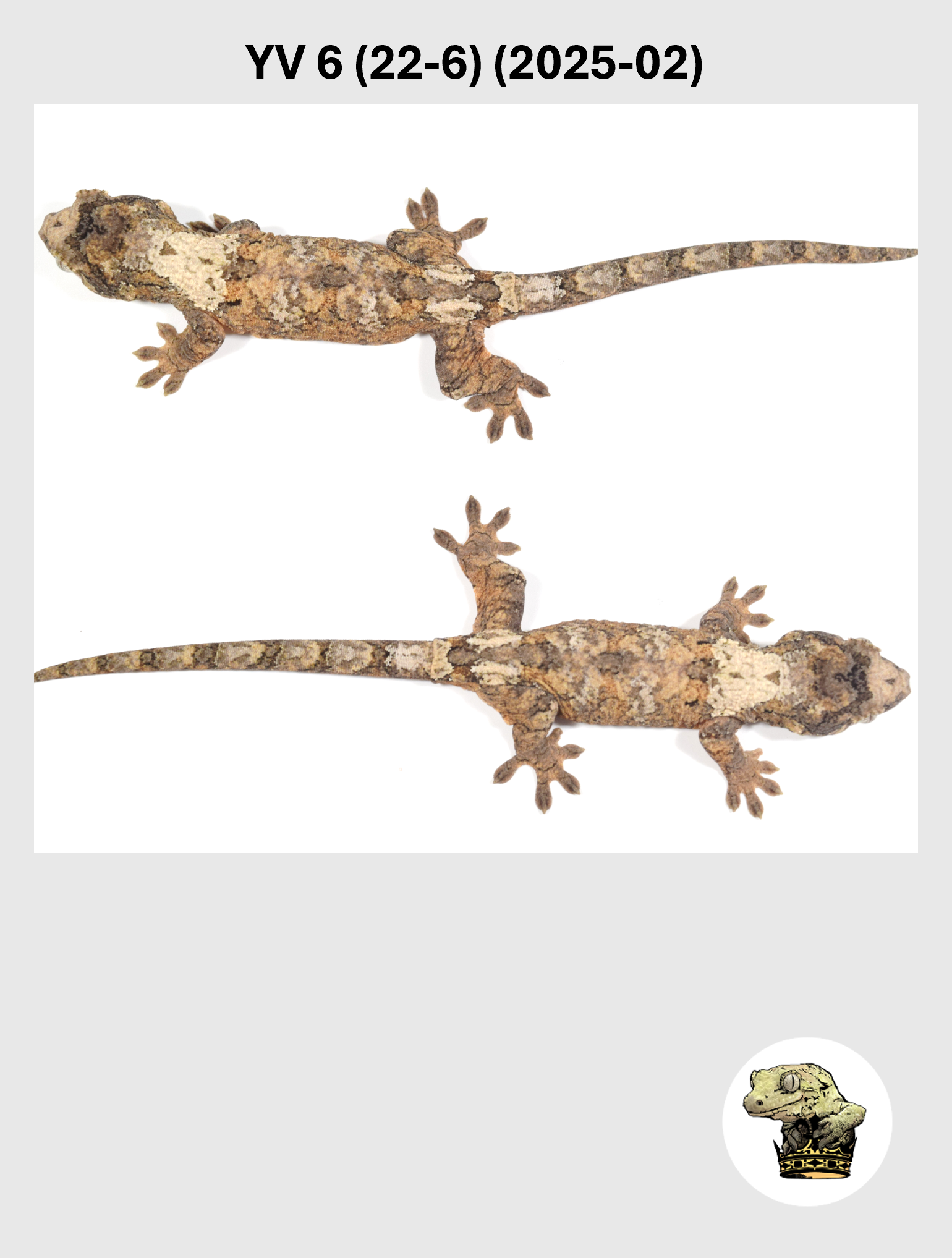 YV 6 (22-6) (2025-02) (2026-03-04) (3) SQSP.png