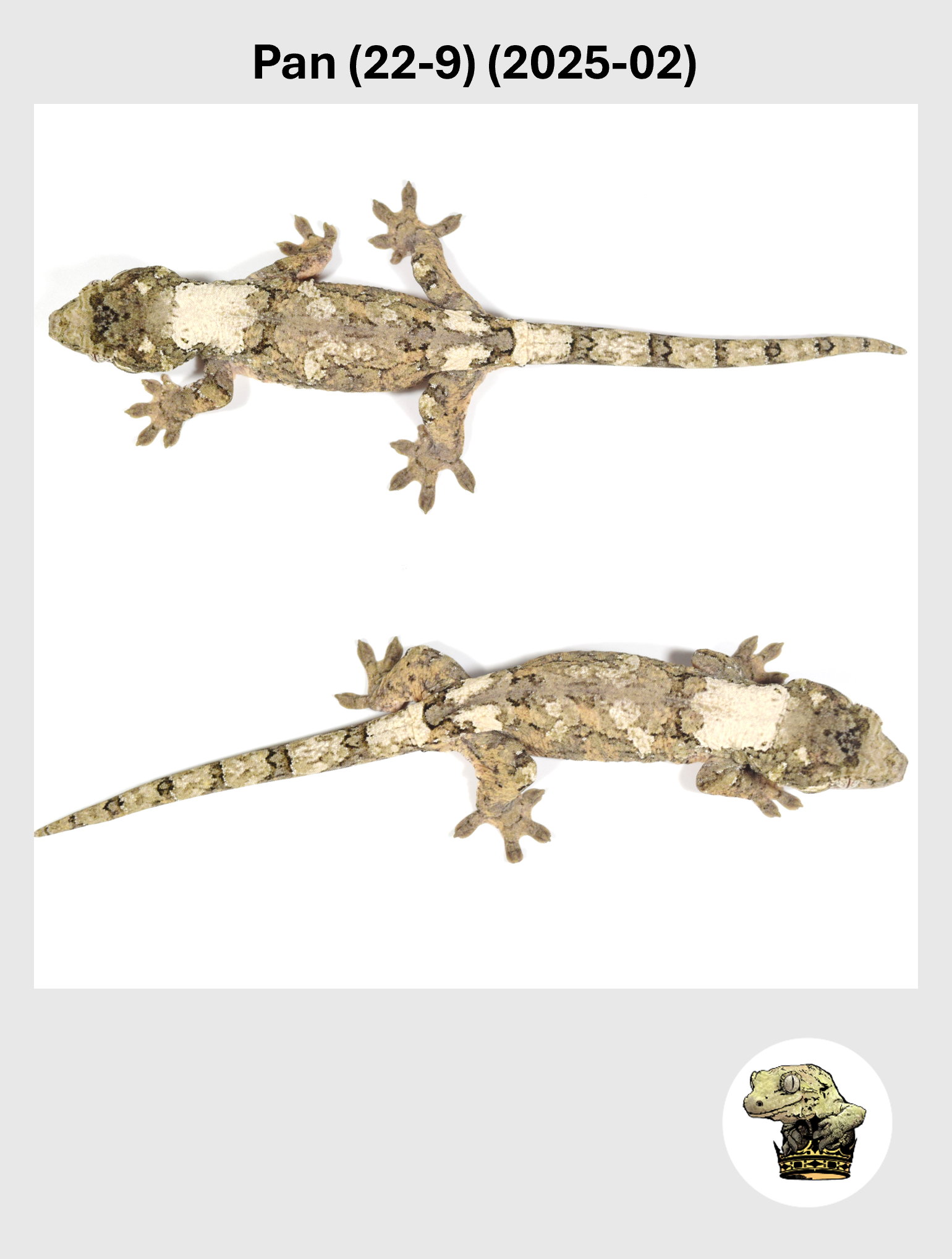 Pan (22-9) (2025-02) (2026-01-16) (5) SQSP.png