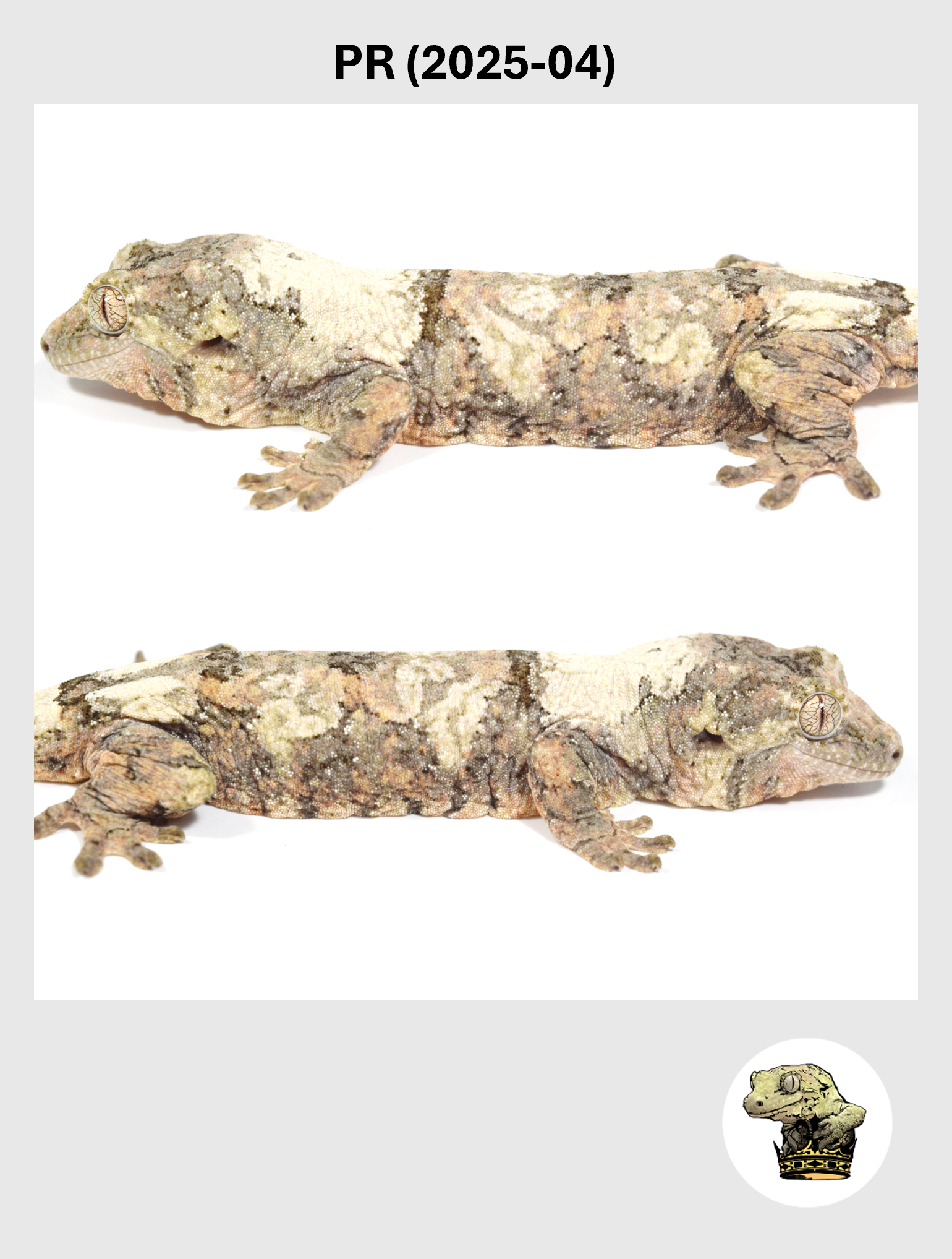 Super White Line Female*! PR (2025-04)