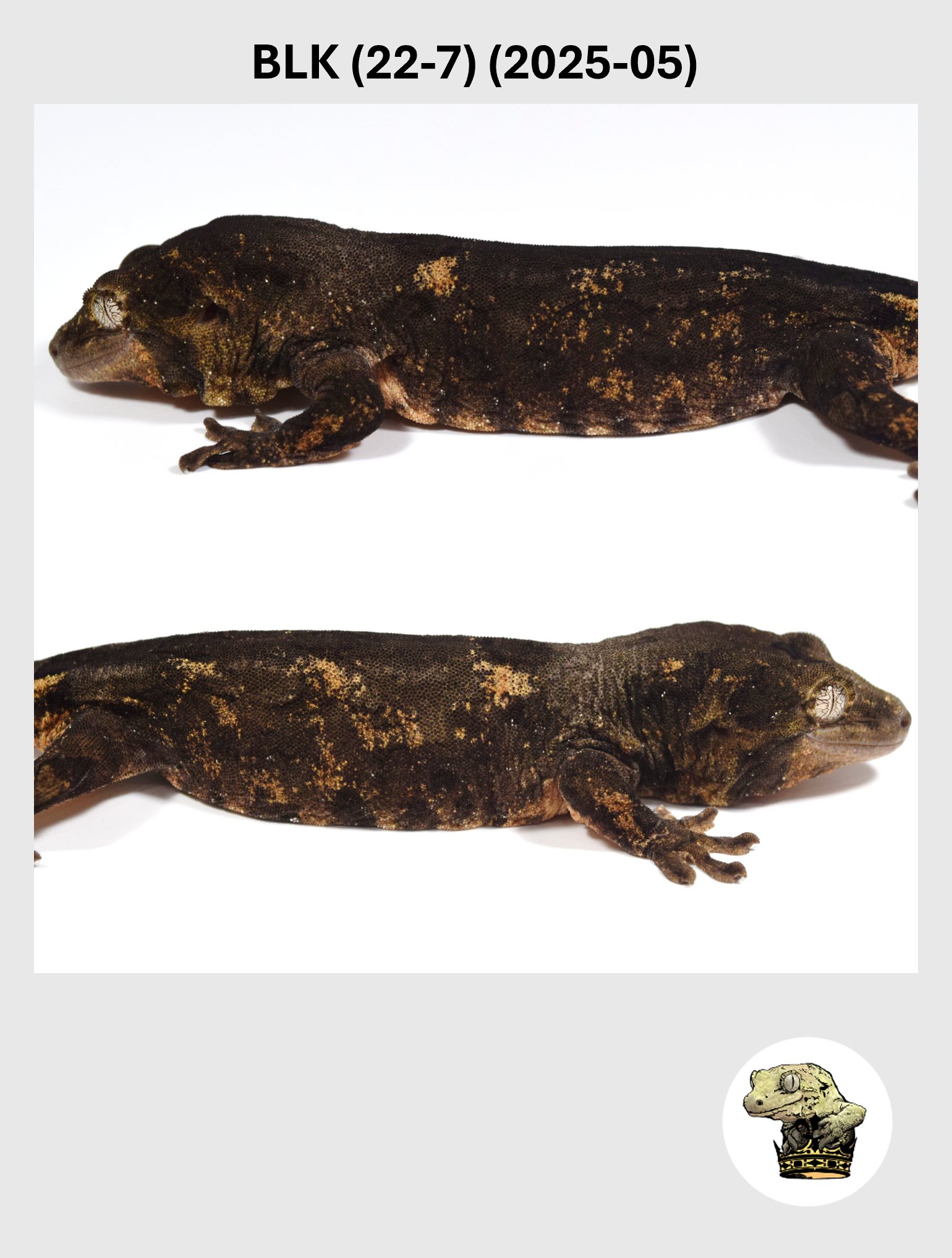 Black Line Chahoua Male! Black (22-7) (2025-05)