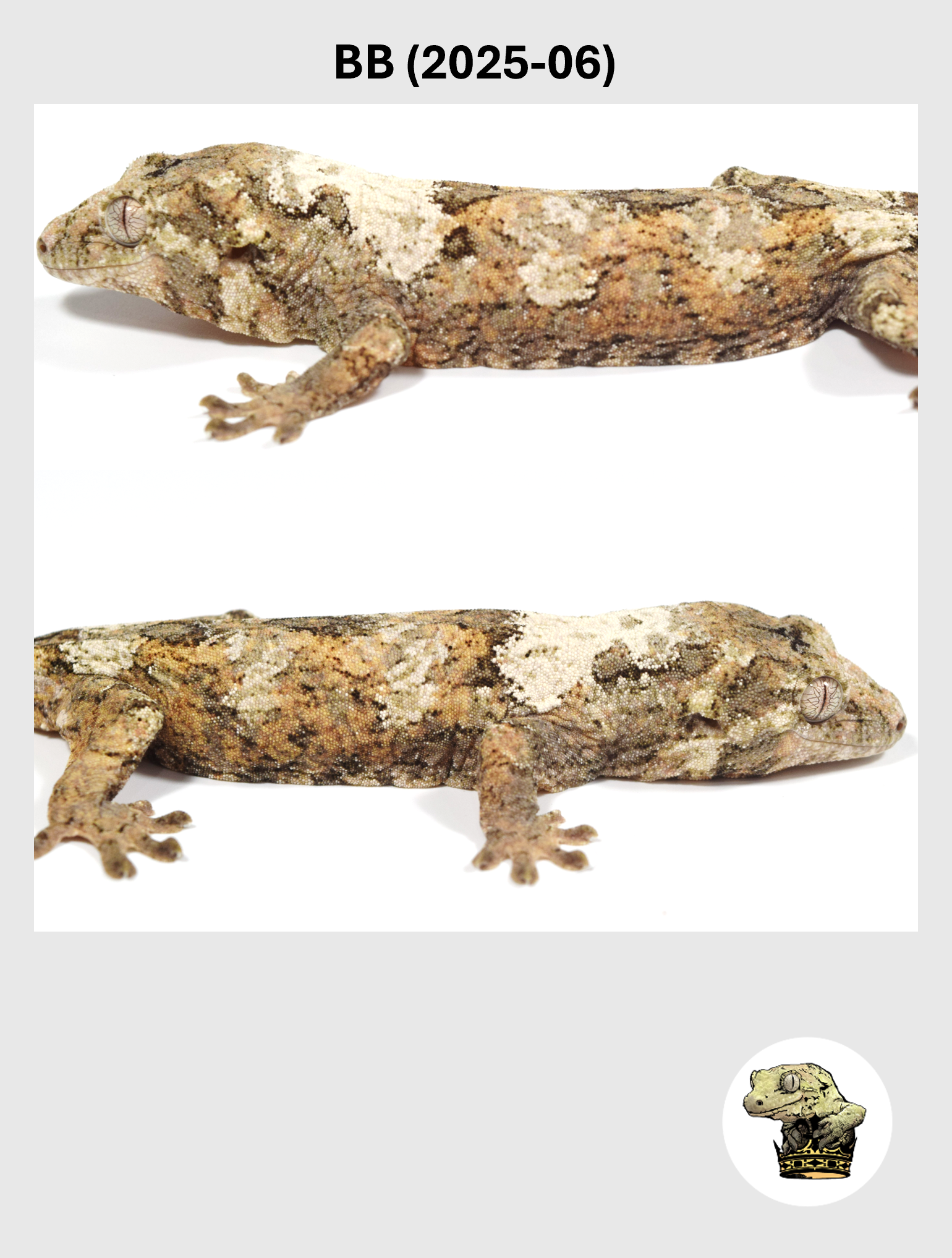 BB (2025-06) (2026-03-18) (4) SQSP.png