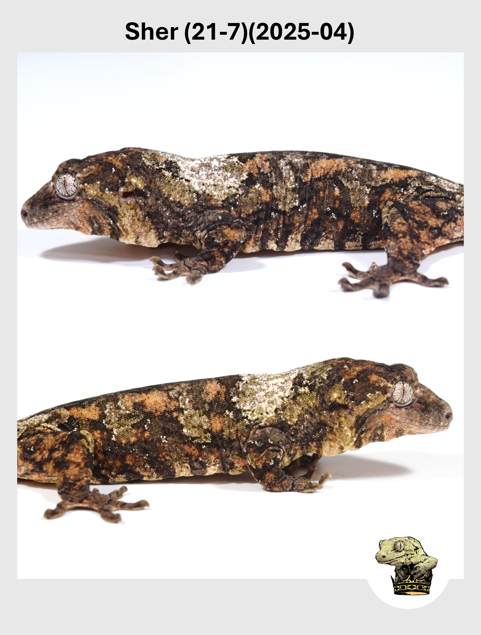 Sher (21-7)(2025-04) (2026-10-02) (2) SQSP.png