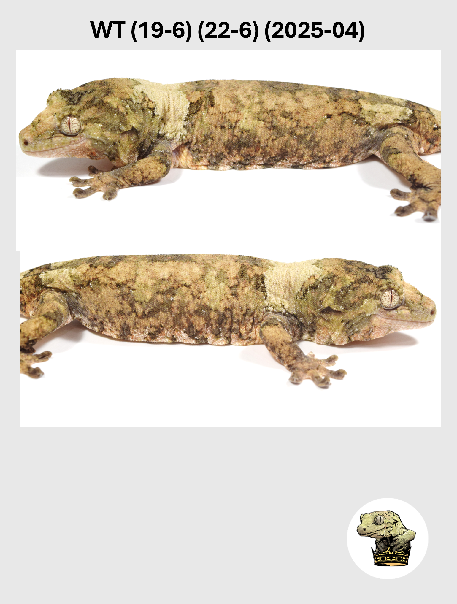 WT (19-6) (22-6) (2025-04) (2026-03-11) (4) SQSP.png