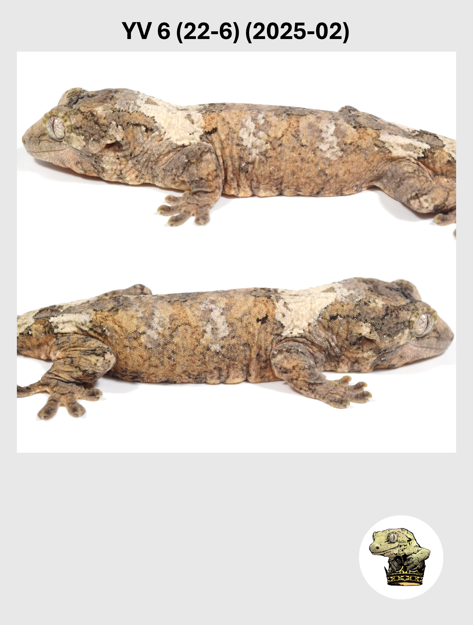 YV 6 (22-6) (2025-02) (2026-03-04) (4) SQSP.png