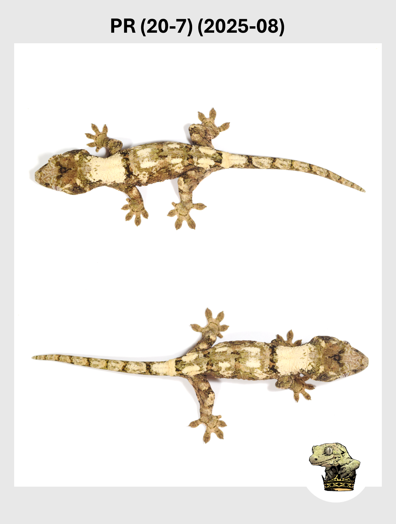 PR (20-7) (2025-08) (2025-12-16) (3) SQSP.png