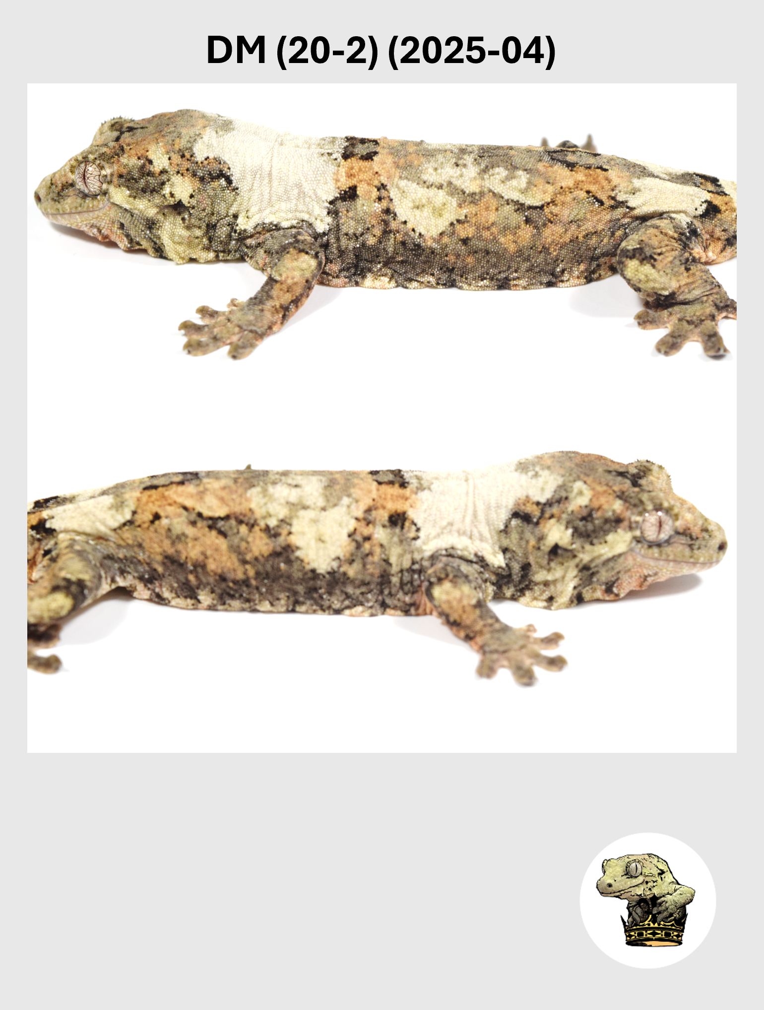 DM (20-2) (2025-04) (2026-03-11) (4) SQSP.png