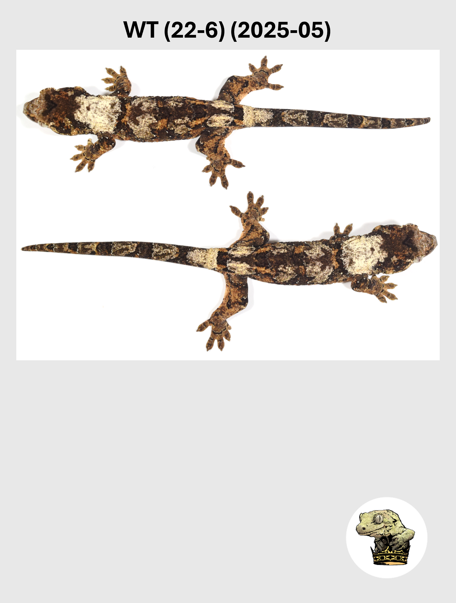 WT (22-6) (2025-05) (2026-03-11) (3) SQSP.png