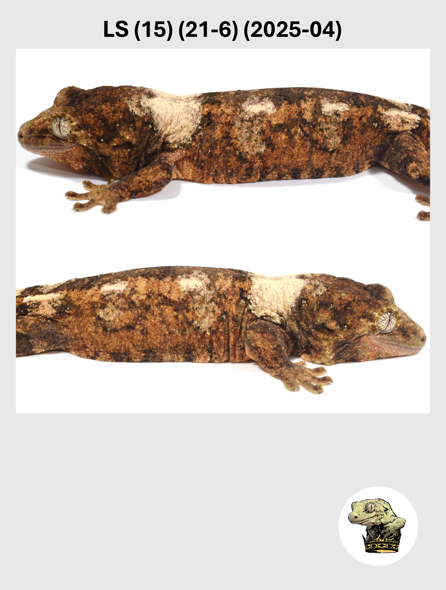 LS (15) (21-6) (2025-04) (2026-03-25) (2) SQSP.png