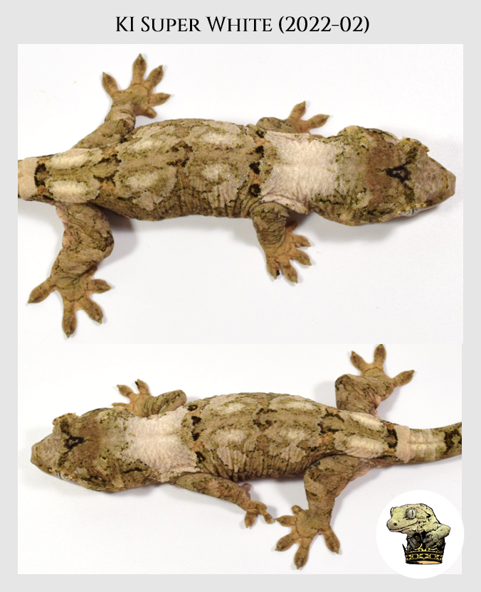 KI Super White (2022-02) (2023-04-30) (3).png